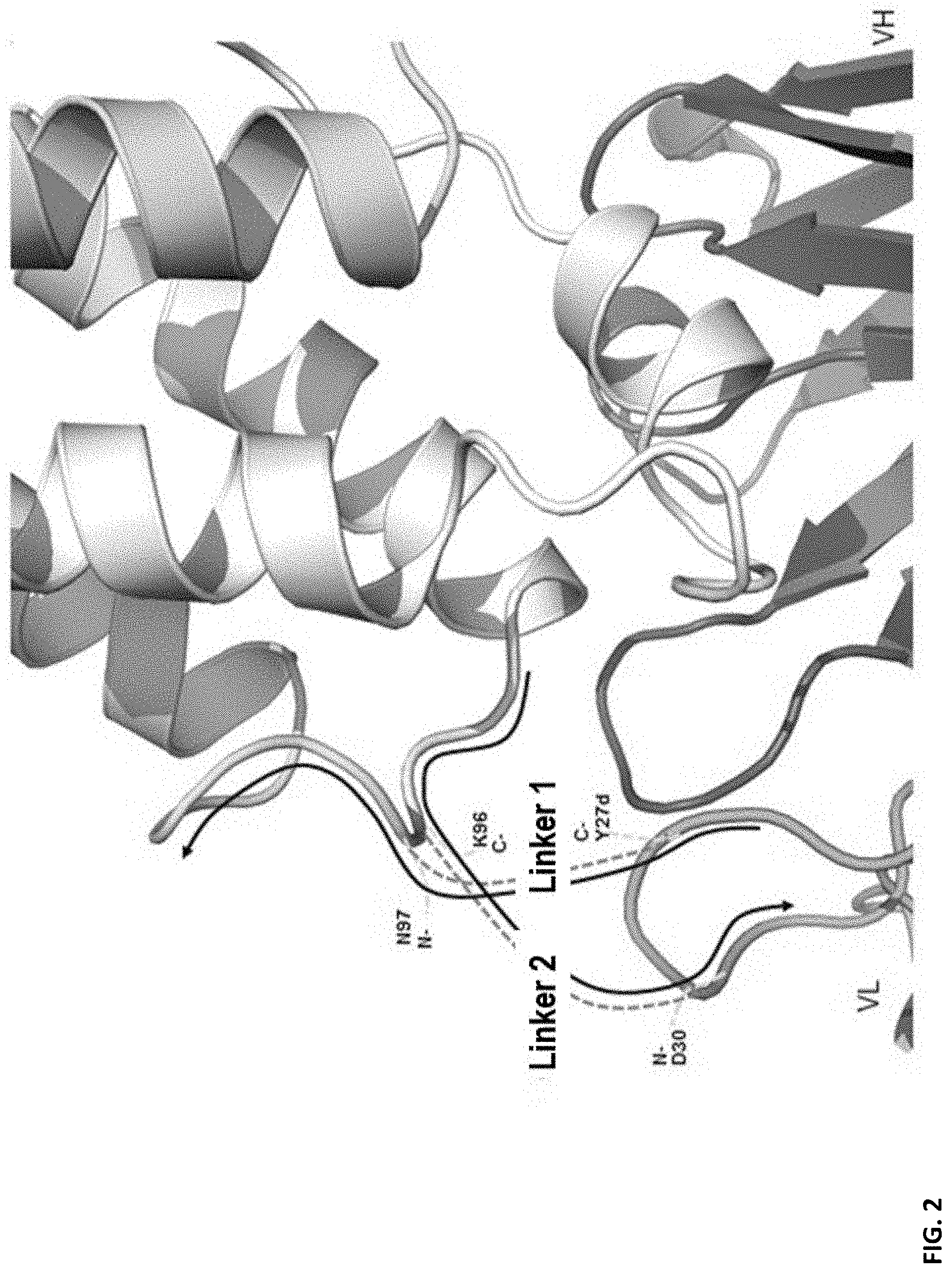 Patent US11773160 Figure 2 – Immune-stimulating IL-2 fusion proteins