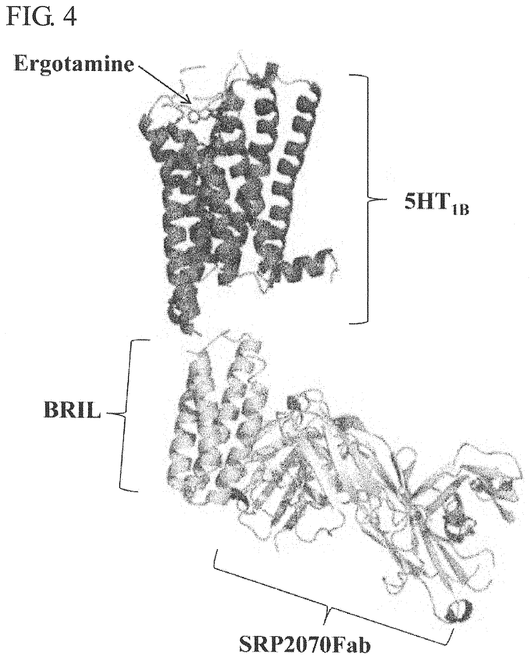 Patent US11773161 Figure 4 – Anti-bril antibody