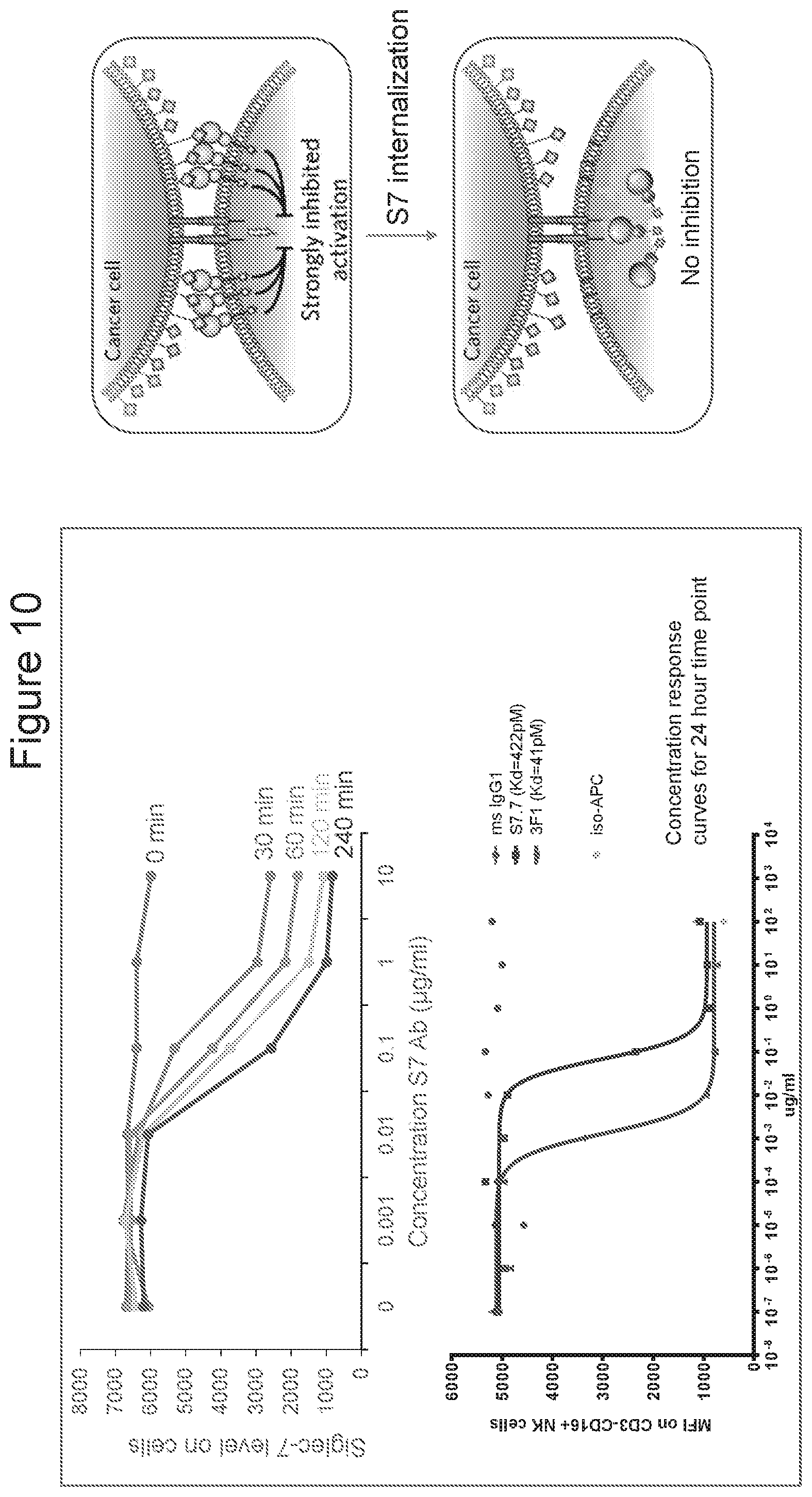 Patent US11773162 Figure 10 – Anti-Siglec-7 antibodies for the treatment of cancer