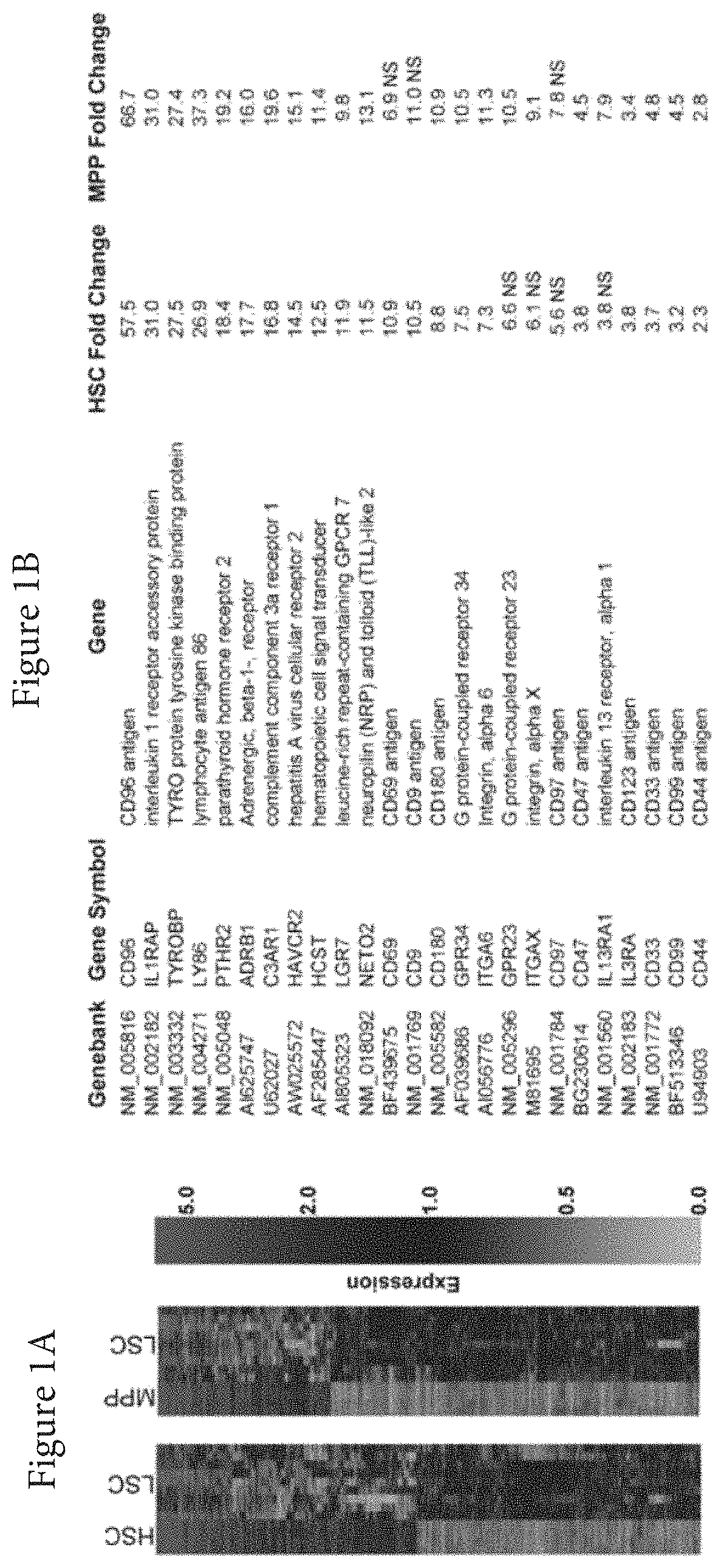 Patent US11773165 Figure 1 – Markers of acute myeloid leukemia stem cells