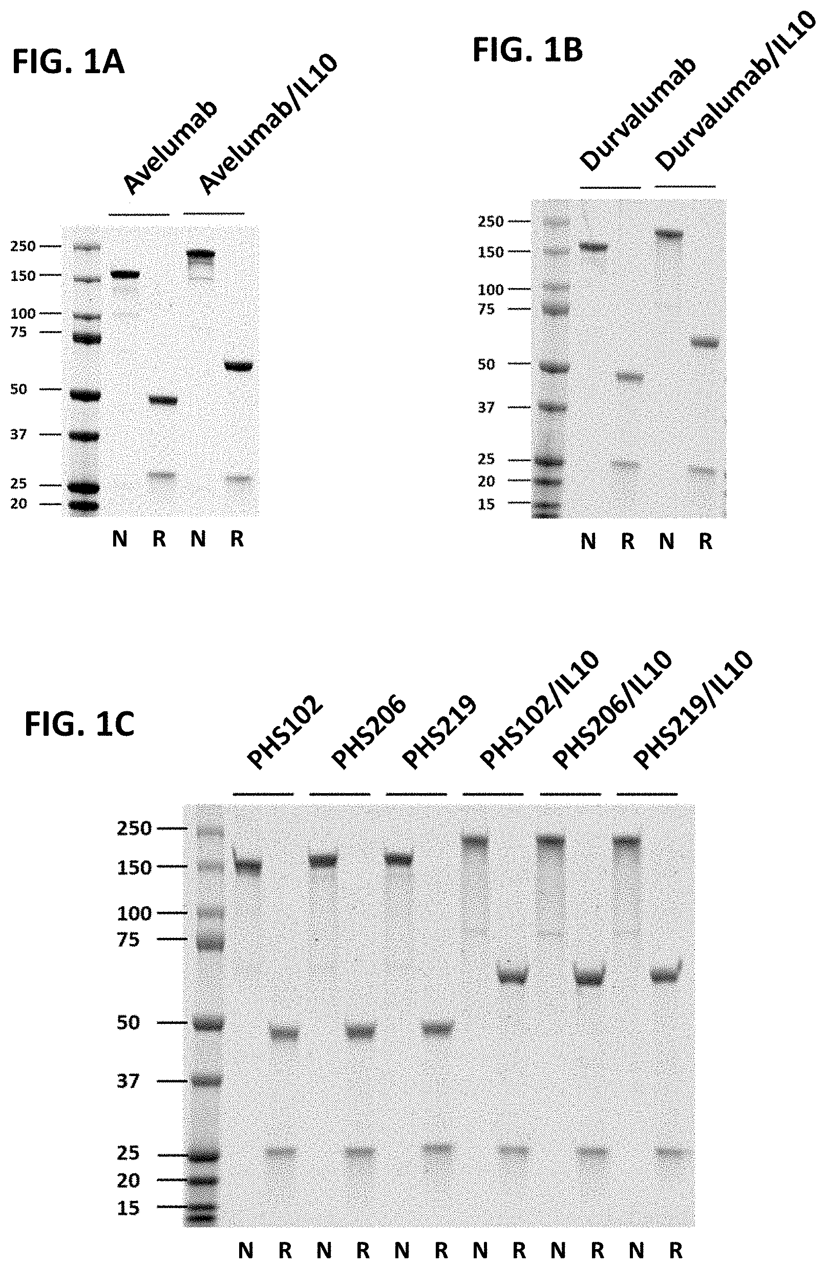 Patent US11773167 — Anti-PD-L1 antibodies and anti-PD-L1/IL10 fusion proteins — Figure 1