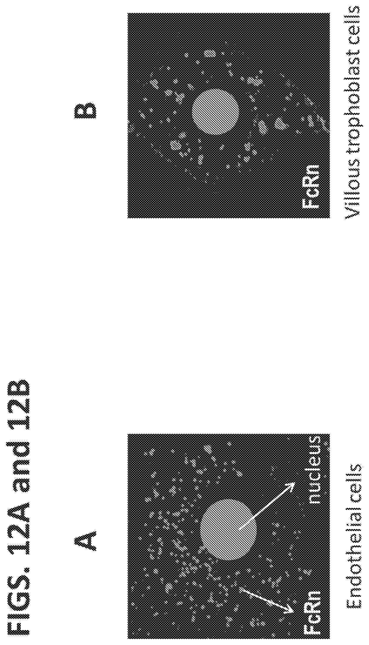 Patent US11773168 Figure 12 – FcRn antibodies and methods of use thereof