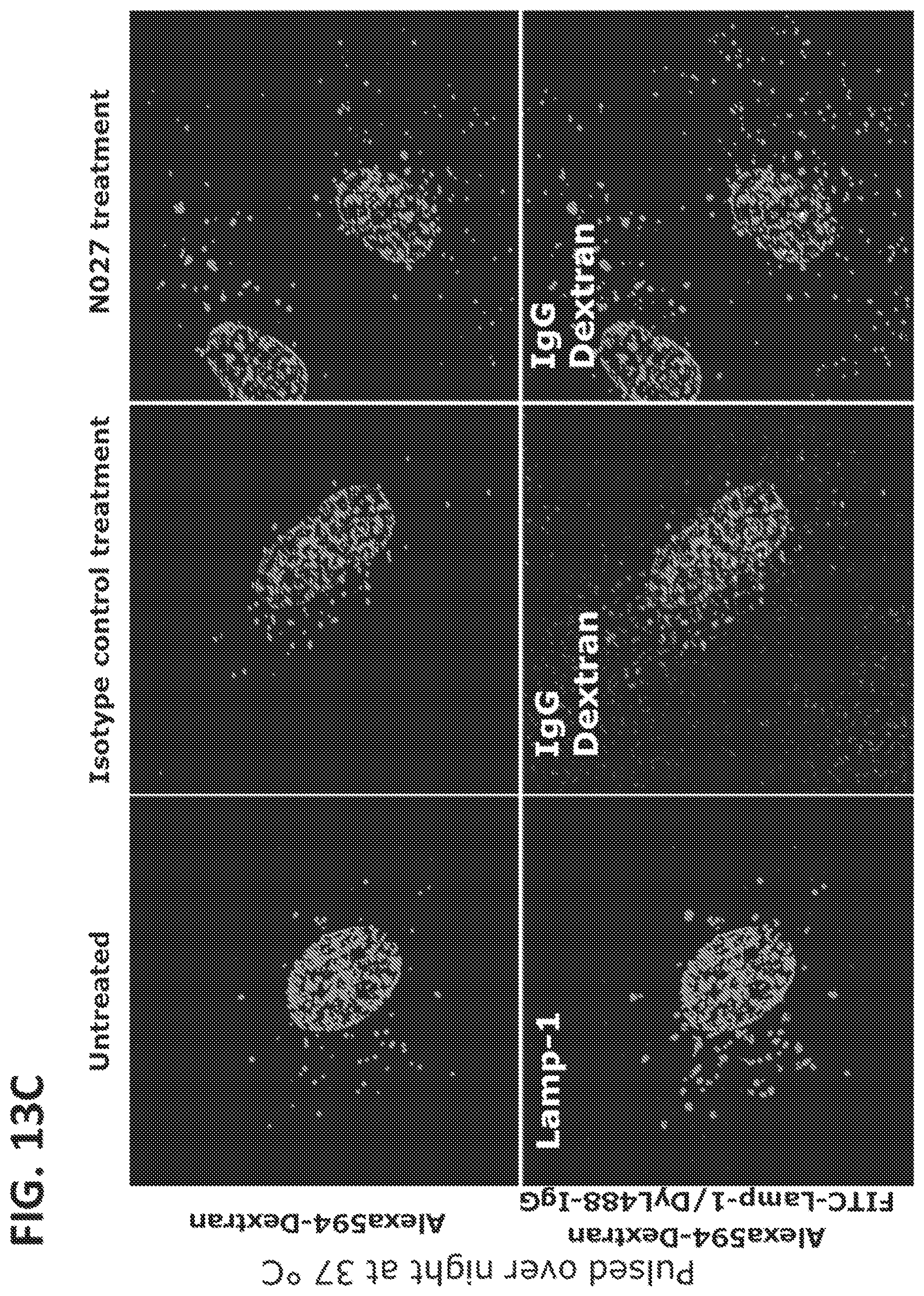 Patent US11773168 Figure 14 – FcRn antibodies and methods of use thereof