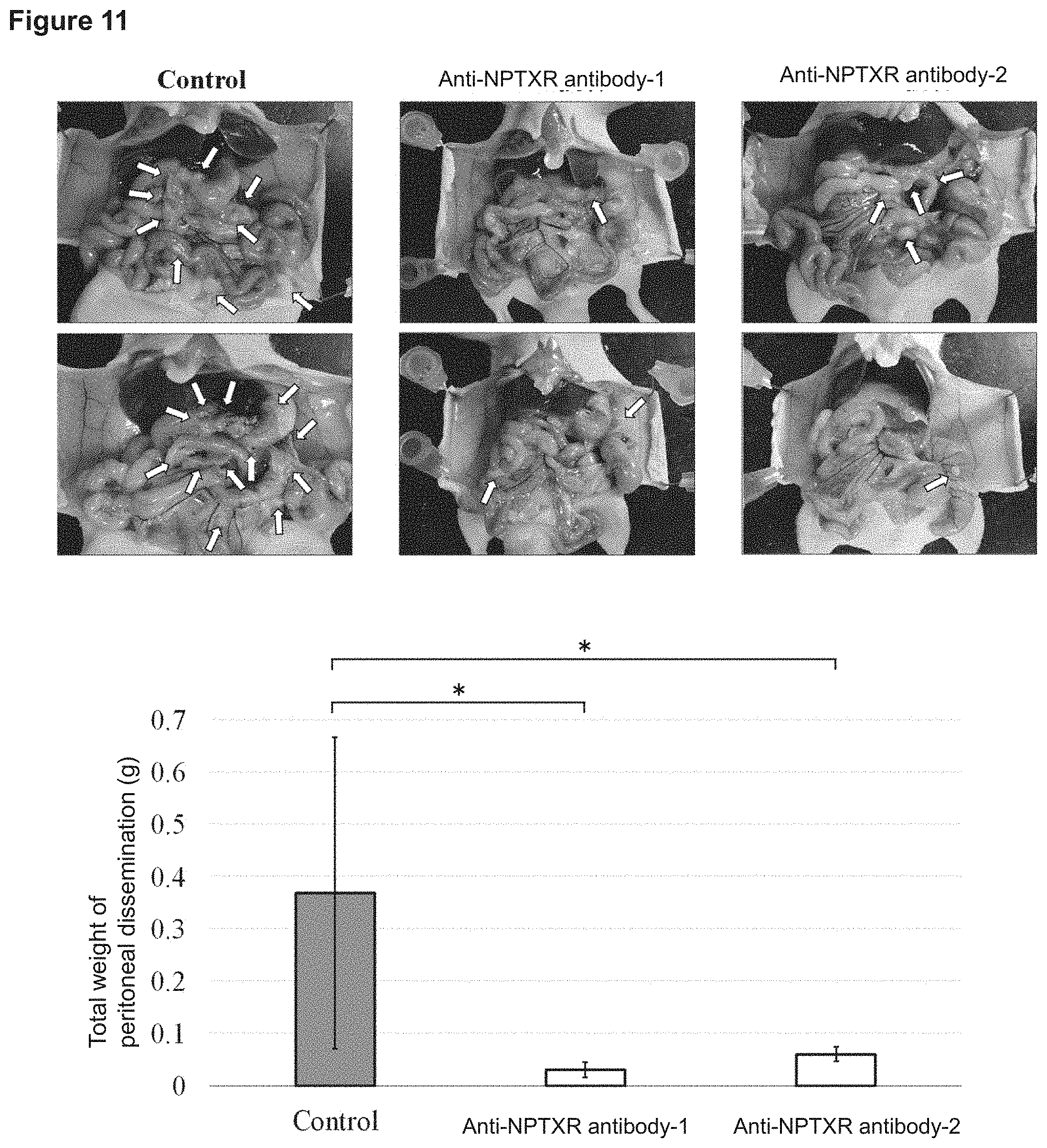 Patent US11773169 Figure 10 – Therapeutic agent targeted to receptor protein, test agent, antibody that binds to receptor protein, and screening method for molecularly targeted drugs