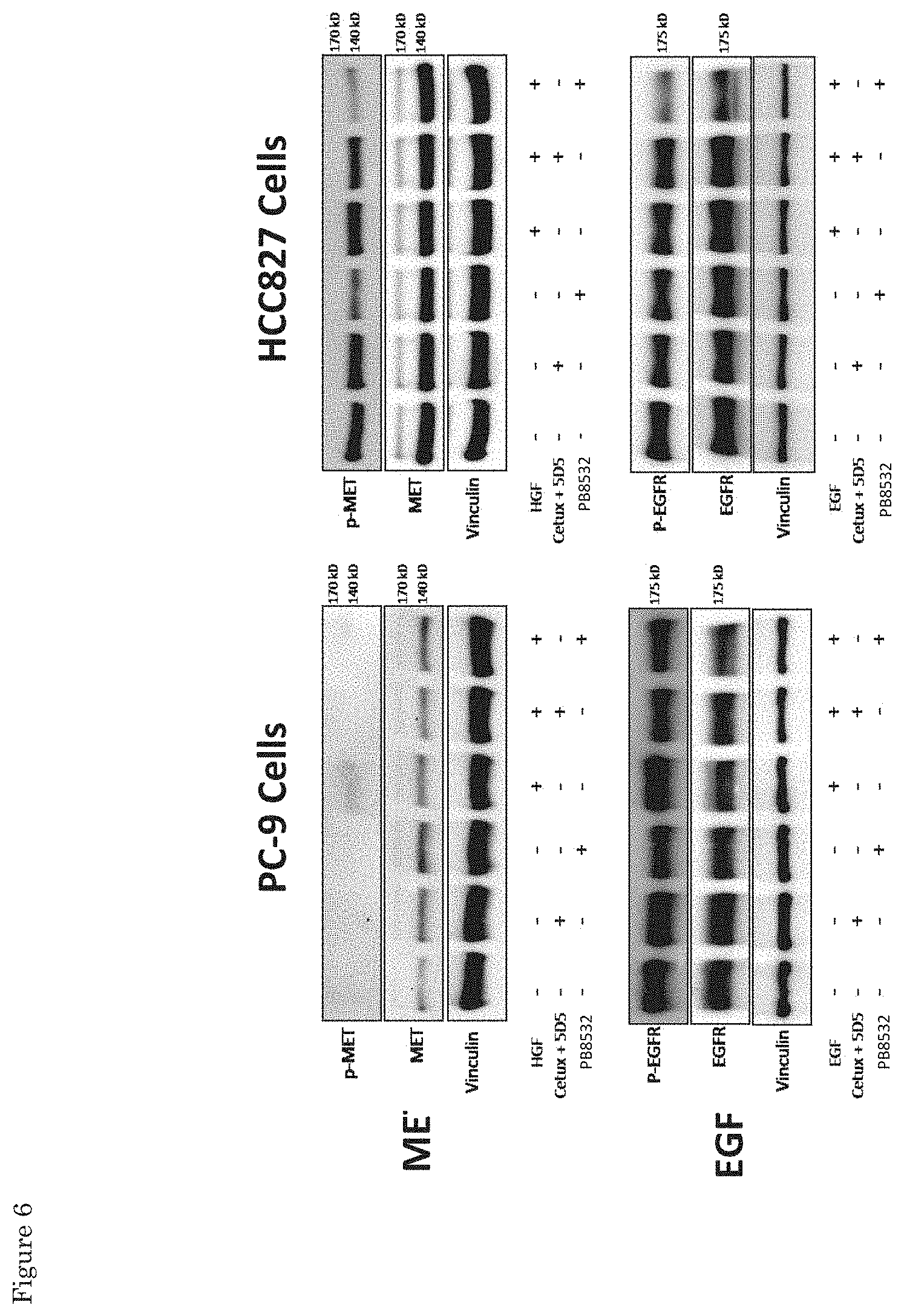 Patent US11773170 Figure 6 – Antibodies that bind EGFR and cMET