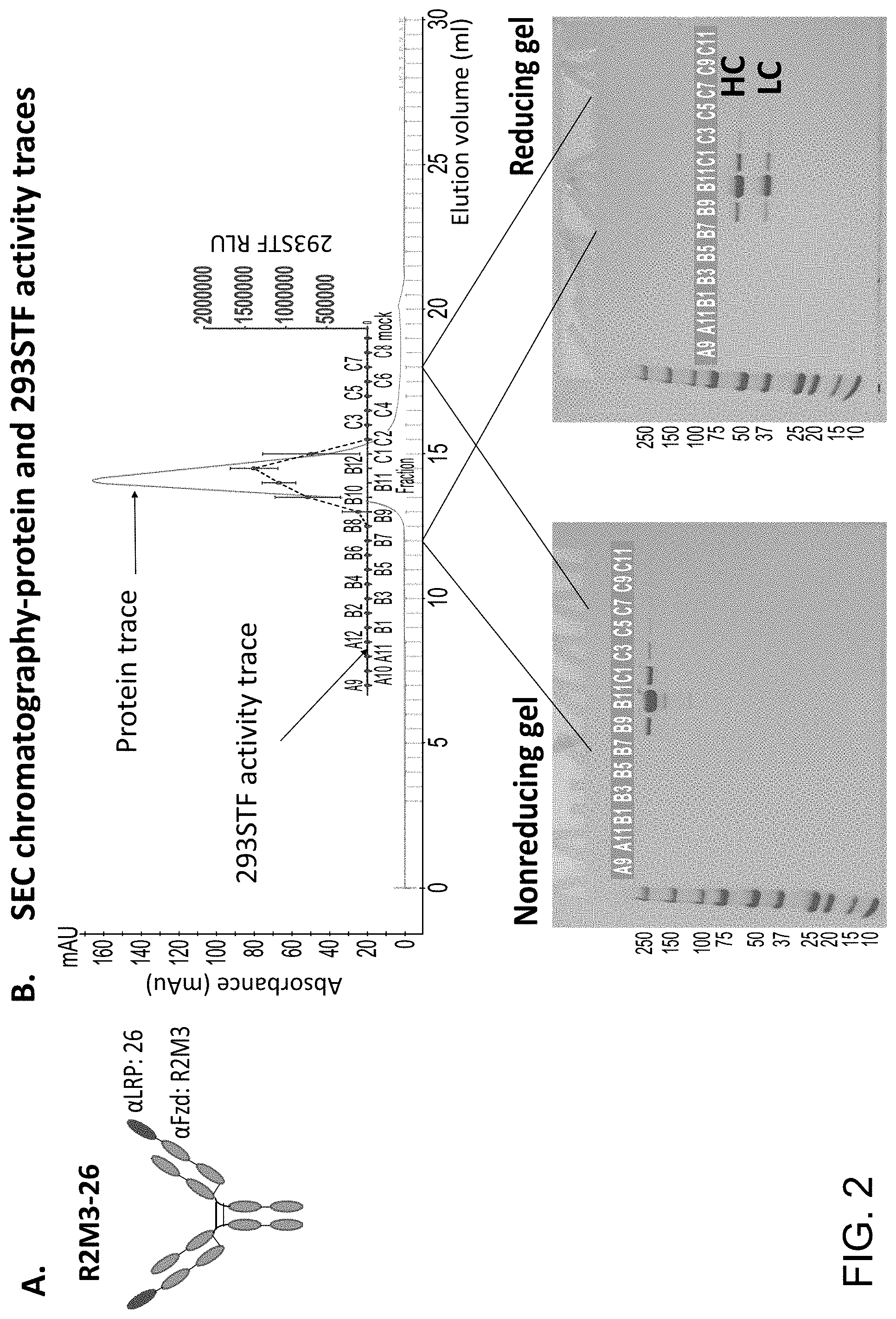 Patent US11773171 Figure 2 – WNT surrogate molecules and uses thereof