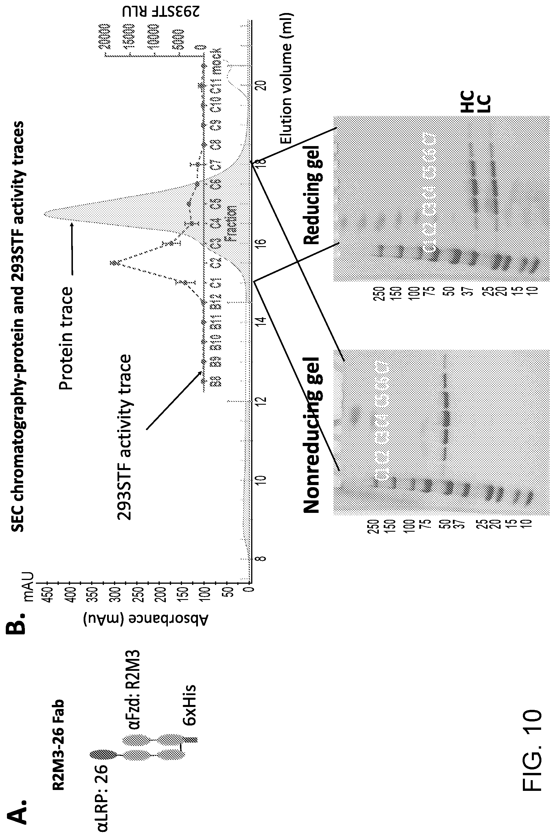 Patent US11773171 Figure 16 – WNT surrogate molecules and uses thereof