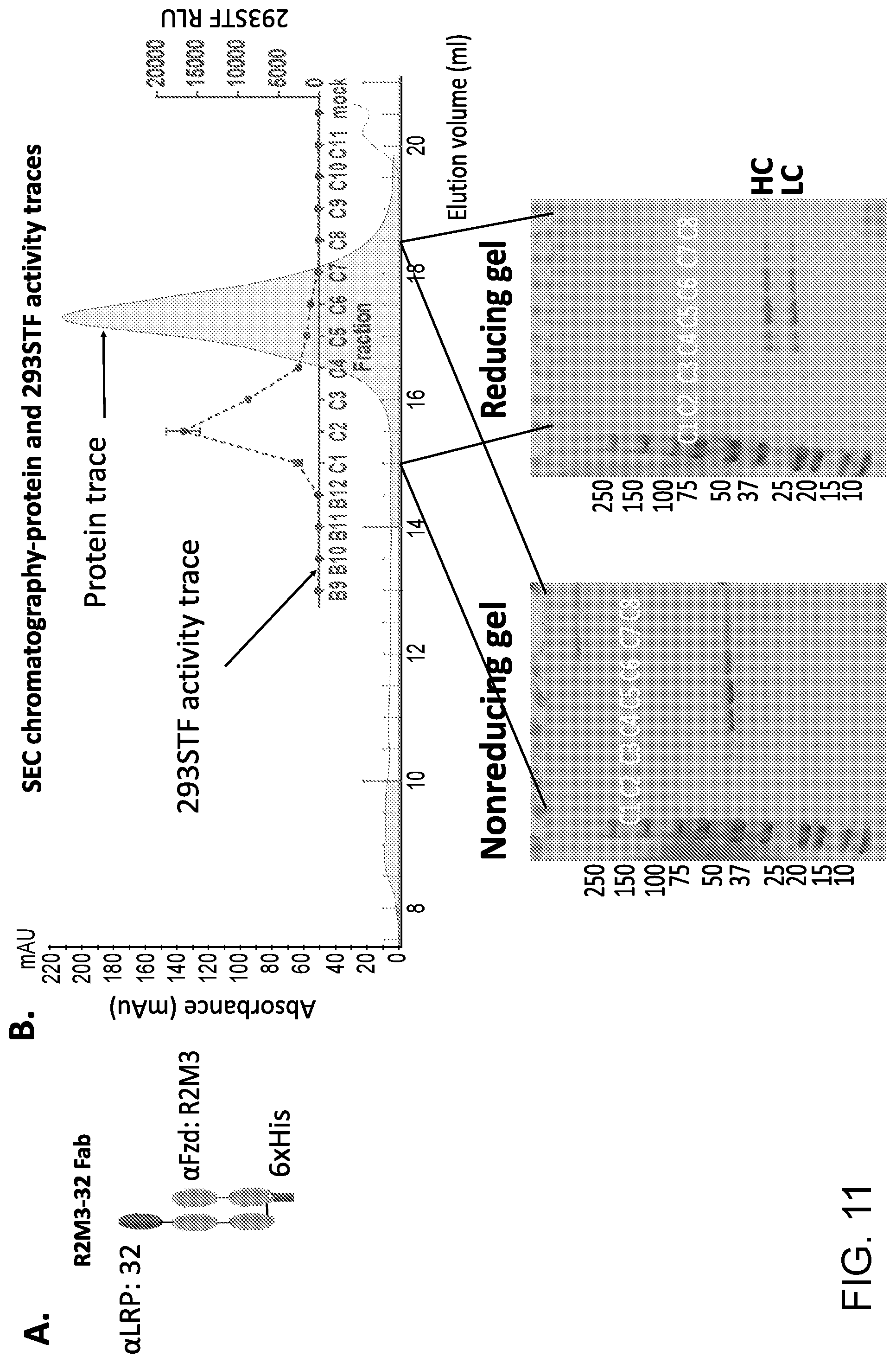 Patent US11773171 Figure 17 – WNT surrogate molecules and uses thereof