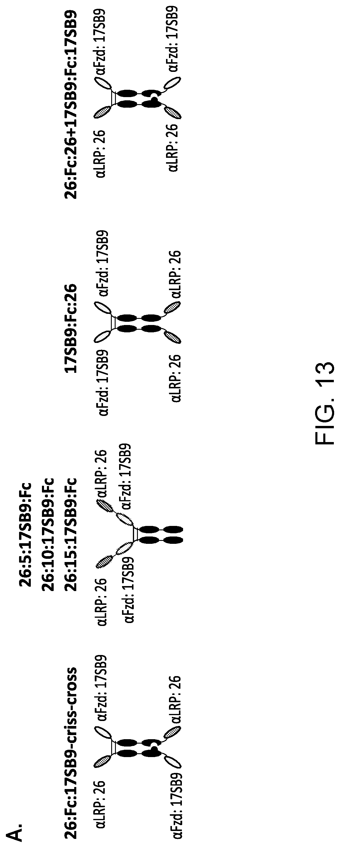 Patent US11773171 Figure 19 – WNT surrogate molecules and uses thereof