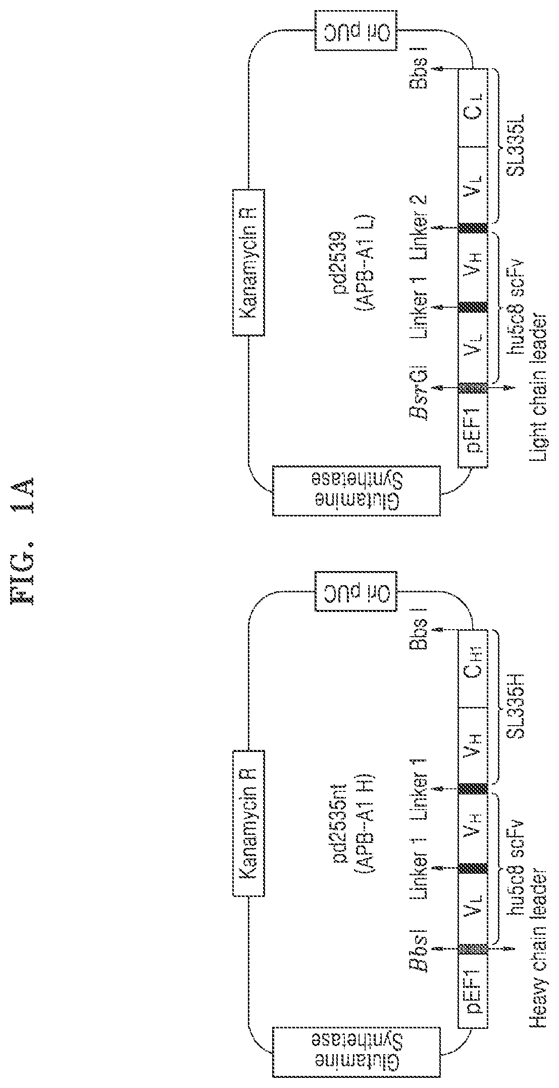 Patent US11773176 Figure 1 – Multispecific antibodies, compositions comprising the same, and vectors and uses thereof
