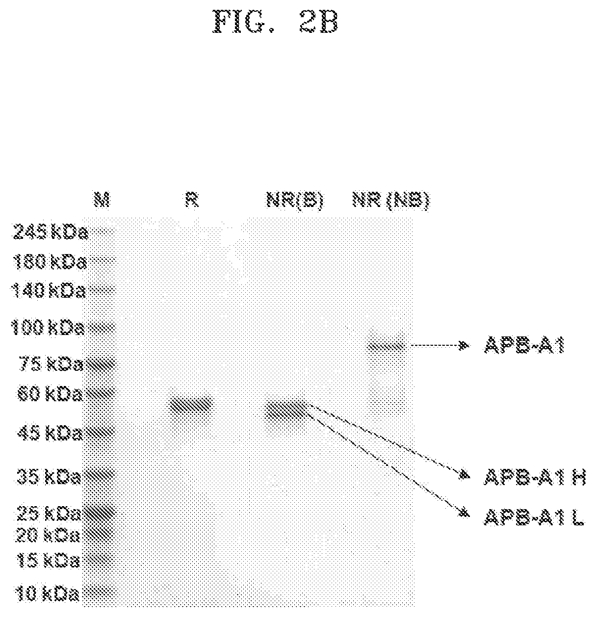 Patent US11773176 Figure 4 – Multispecific antibodies, compositions comprising the same, and vectors and uses thereof