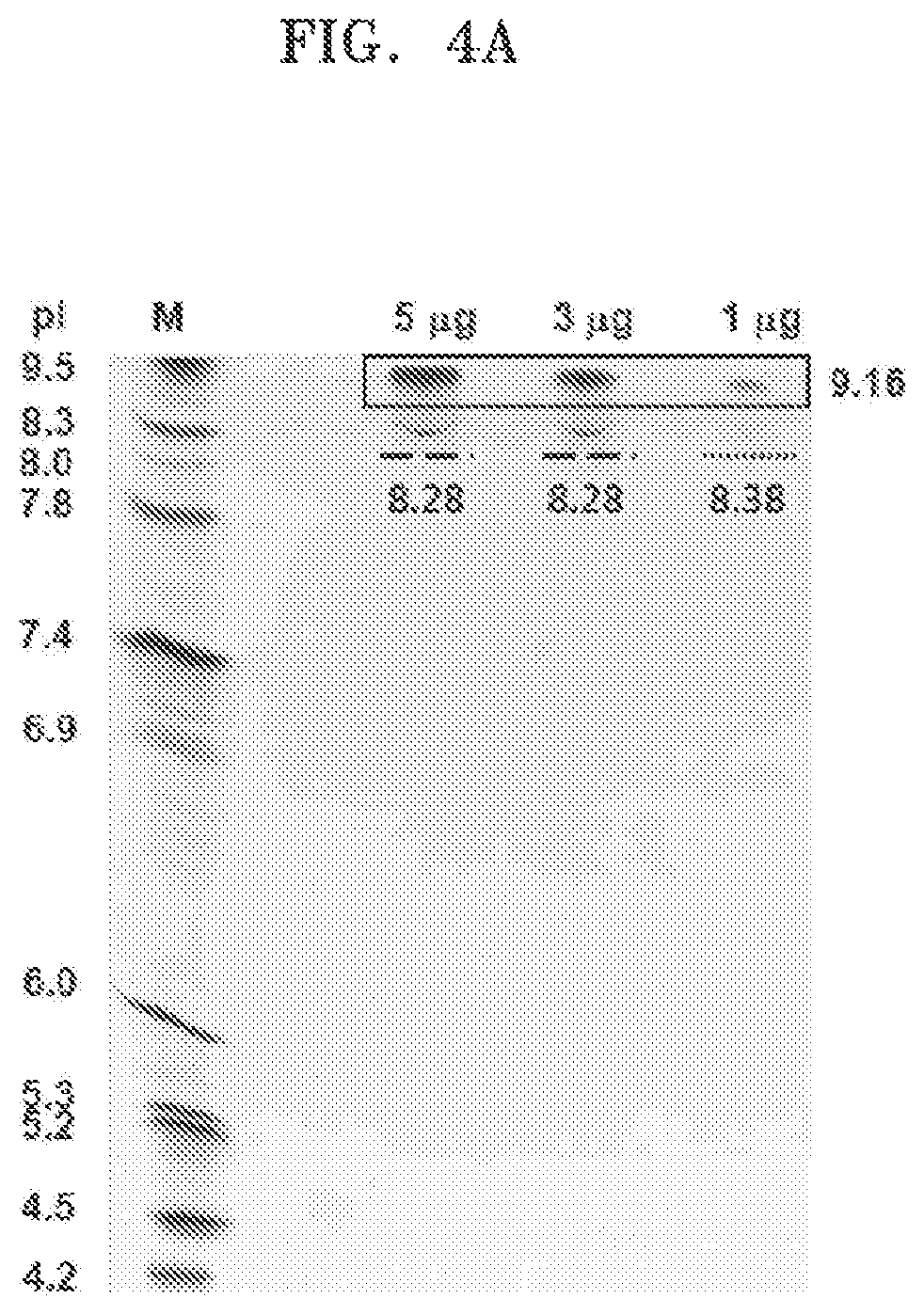 Patent US11773176 Figure 6 – Multispecific antibodies, compositions comprising the same, and vectors and uses thereof