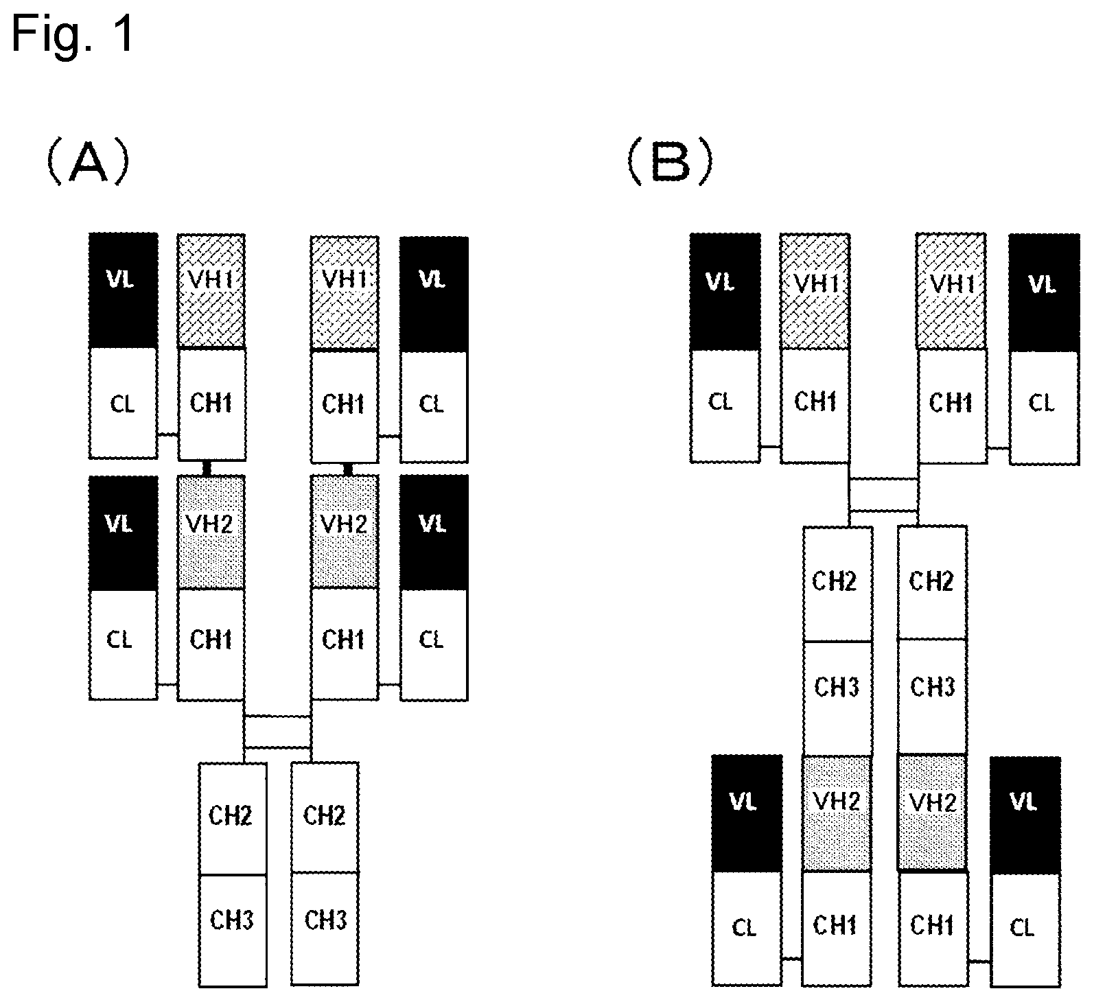 Patent US11773180 Figure 1 – Bispecific antibody which binds to CD40 and EpCAM