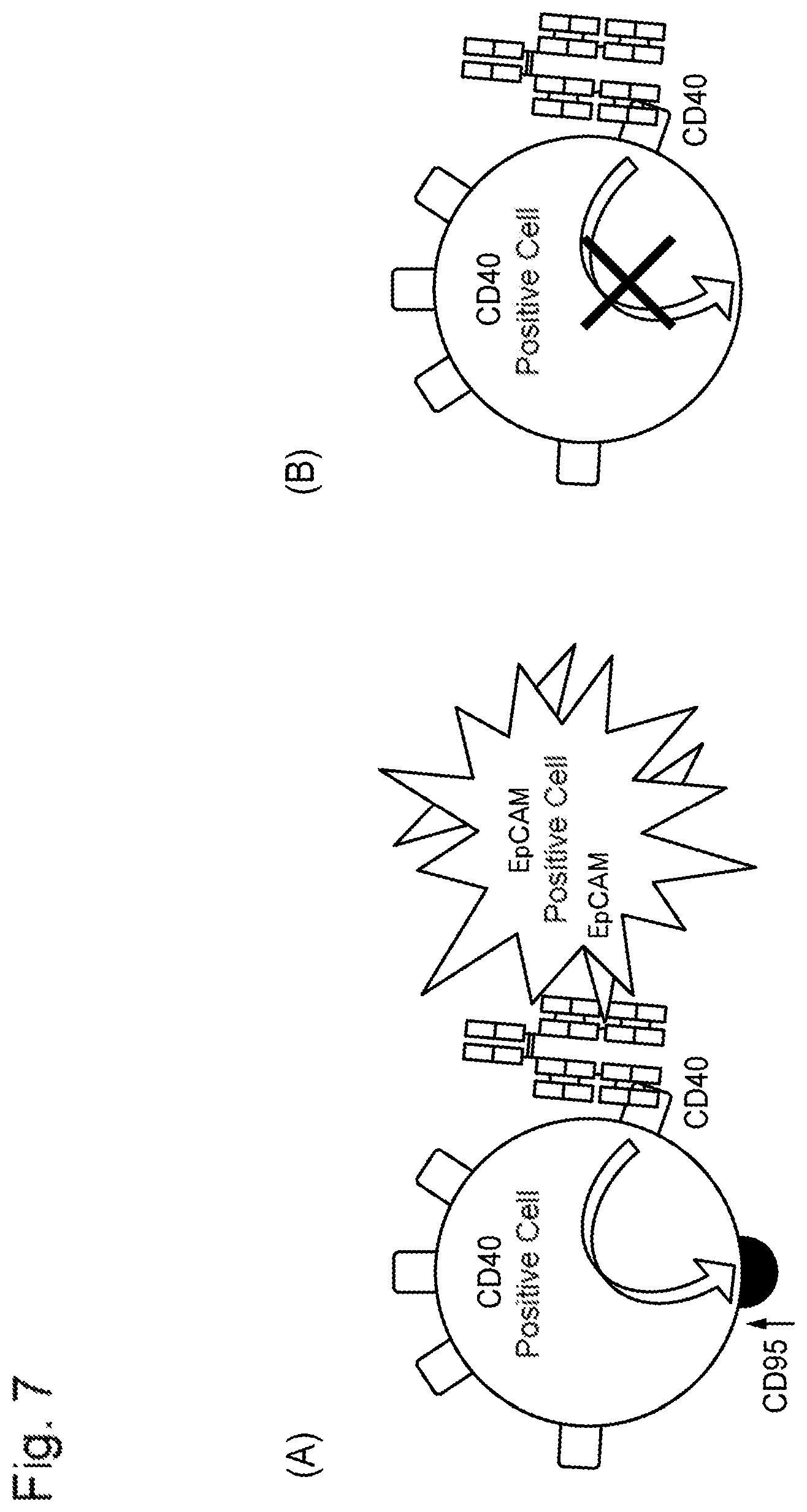 Patent US11773180 Figure 7 – Bispecific antibody which binds to CD40 and EpCAM