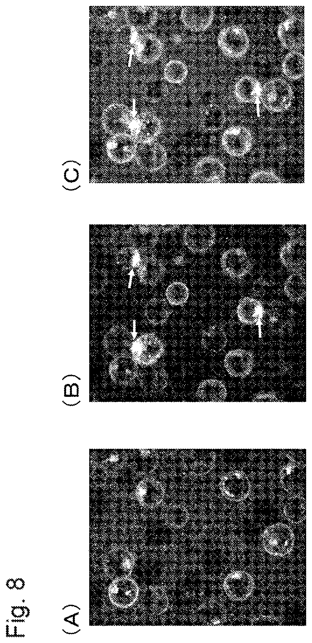 Patent US11773180 Figure 8 – Bispecific antibody which binds to CD40 and EpCAM