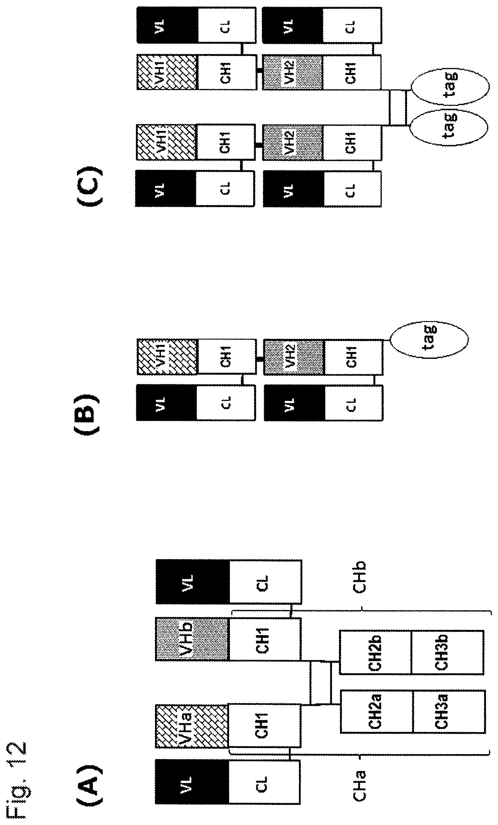 Patent US11773180 Figure 12 – Bispecific antibody which binds to CD40 and EpCAM