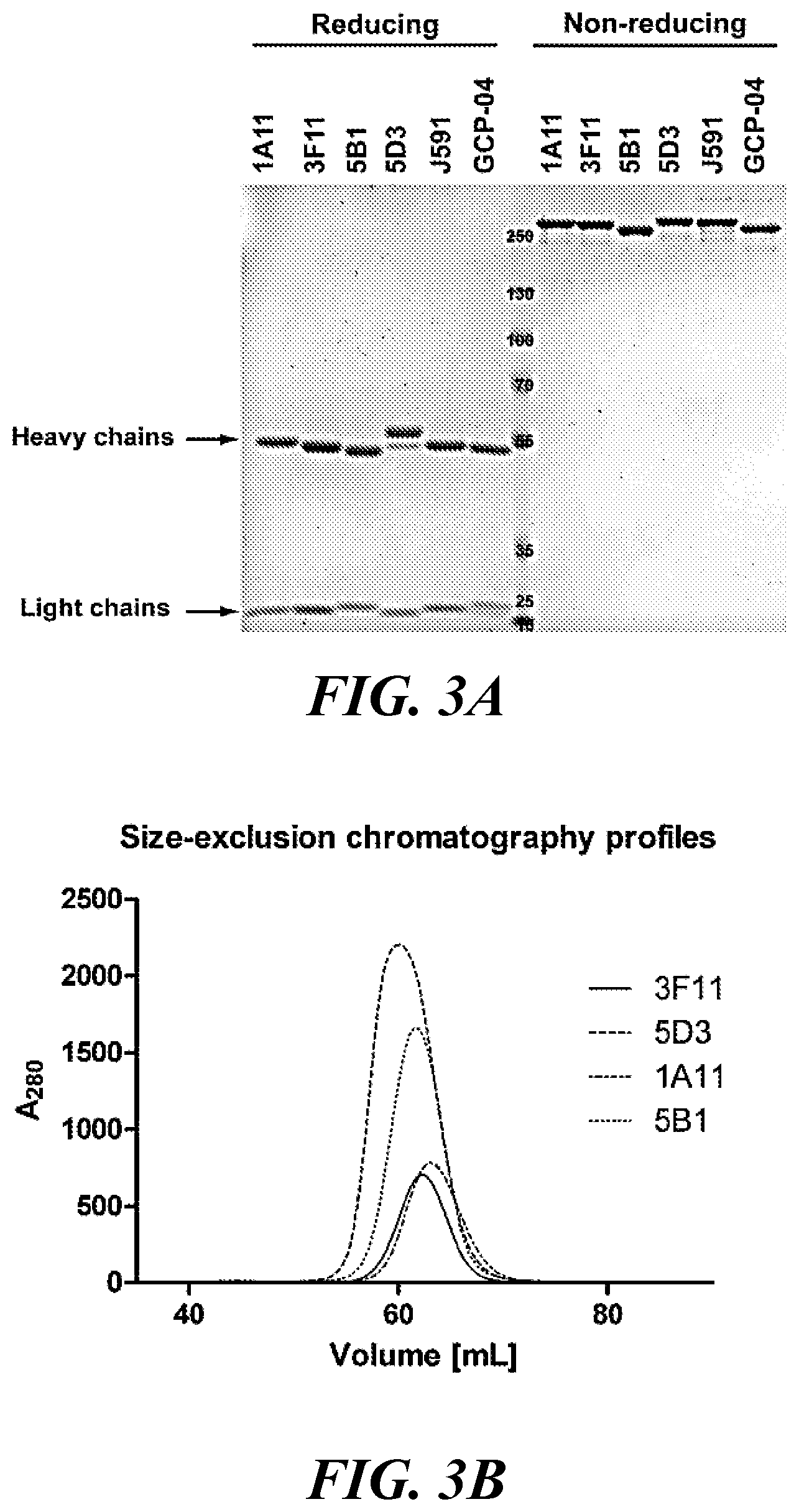 Patent US11773182 Figure 3 – Development of new monoclonal antibodies recognizing human prostate-specific membrane antigen (PSMA)