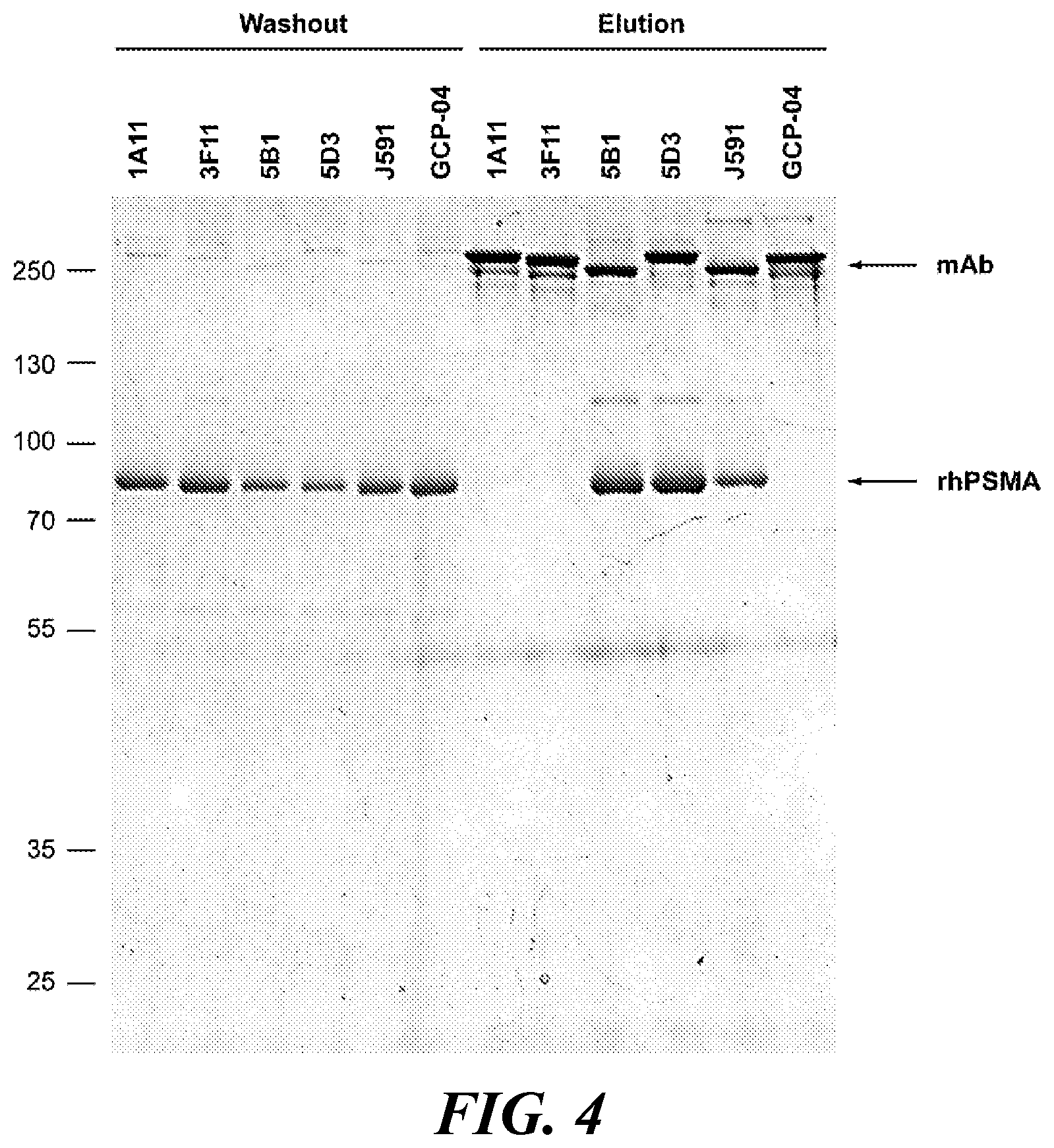Patent US11773182 Figure 4 – Development of new monoclonal antibodies recognizing human prostate-specific membrane antigen (PSMA)