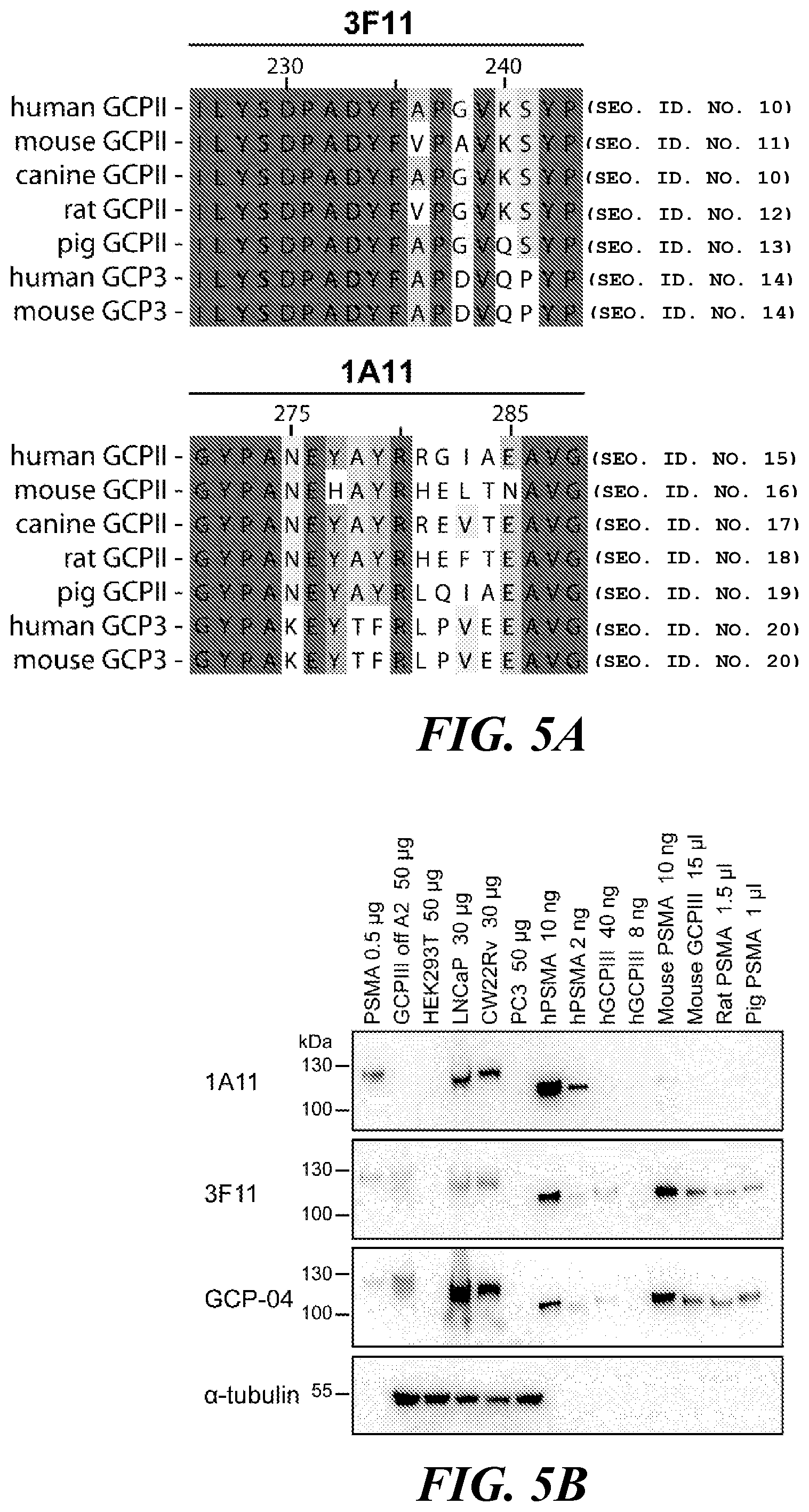 Patent US11773182 Figure 5 – Development of new monoclonal antibodies recognizing human prostate-specific membrane antigen (PSMA)