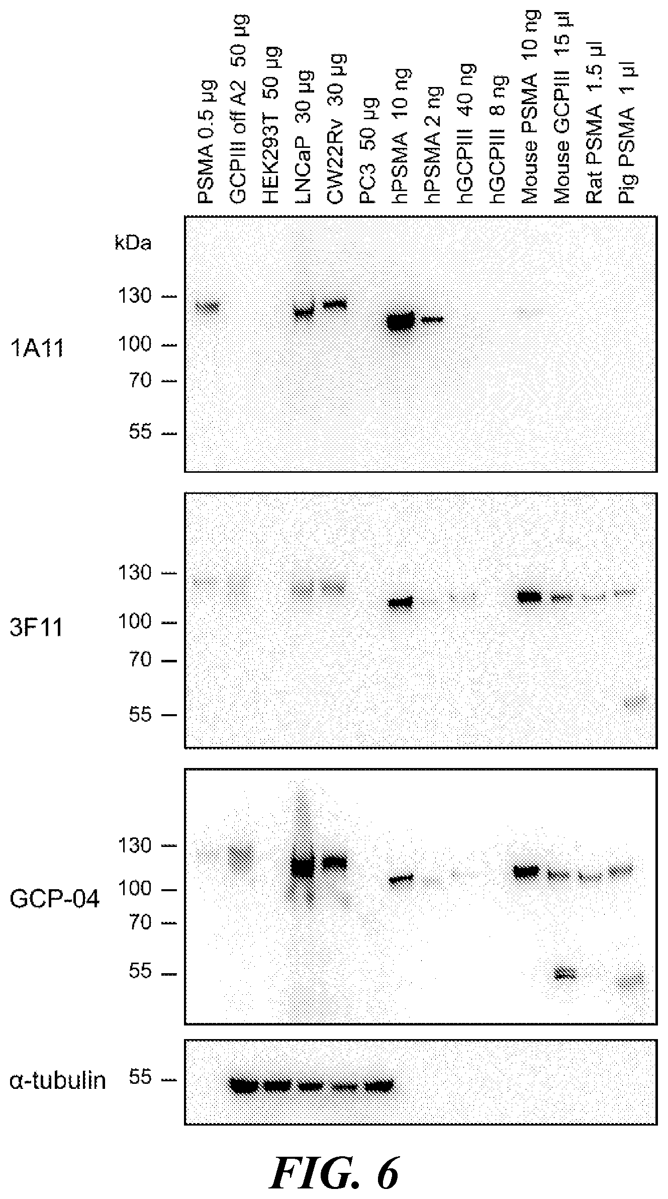 Patent US11773182 Figure 6 – Development of new monoclonal antibodies recognizing human prostate-specific membrane antigen (PSMA)