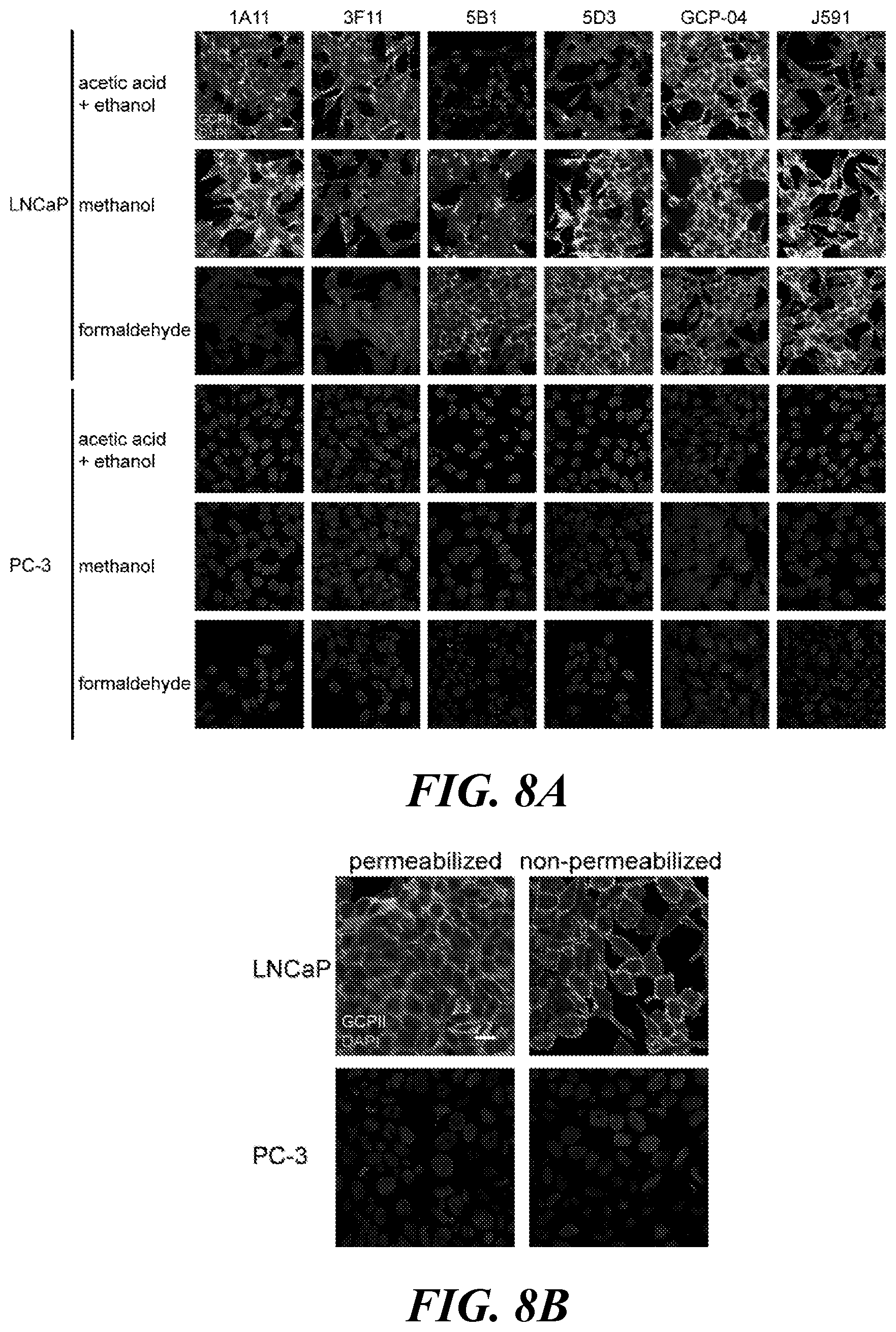 Patent US11773182 Figure 8 – Development of new monoclonal antibodies recognizing human prostate-specific membrane antigen (PSMA)