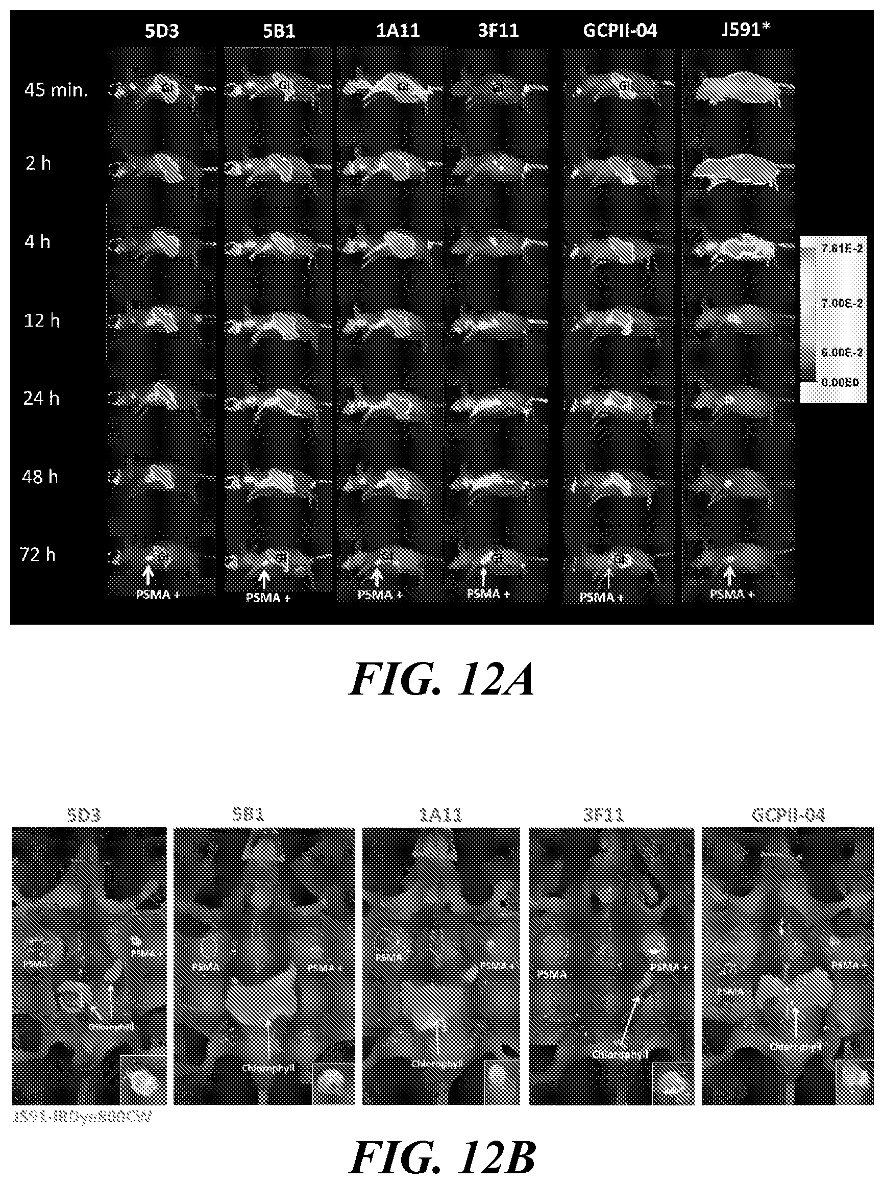 Patent US11773182 Figure 16 – Development of new monoclonal antibodies recognizing human prostate-specific membrane antigen (PSMA)