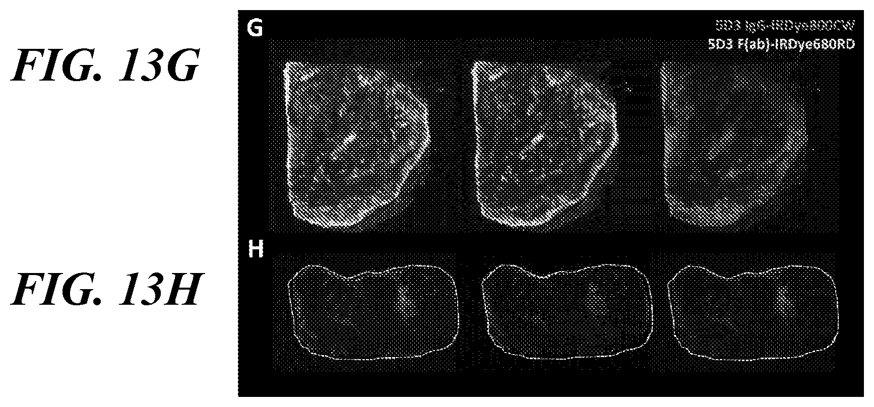 Patent US11773182 Figure 18 – Development of new monoclonal antibodies recognizing human prostate-specific membrane antigen (PSMA)