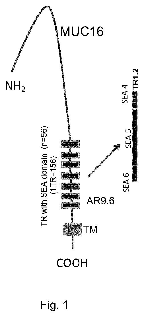 Patent US11773183 Figure 1 – MUC16 monoclonal antibody and uses thereof