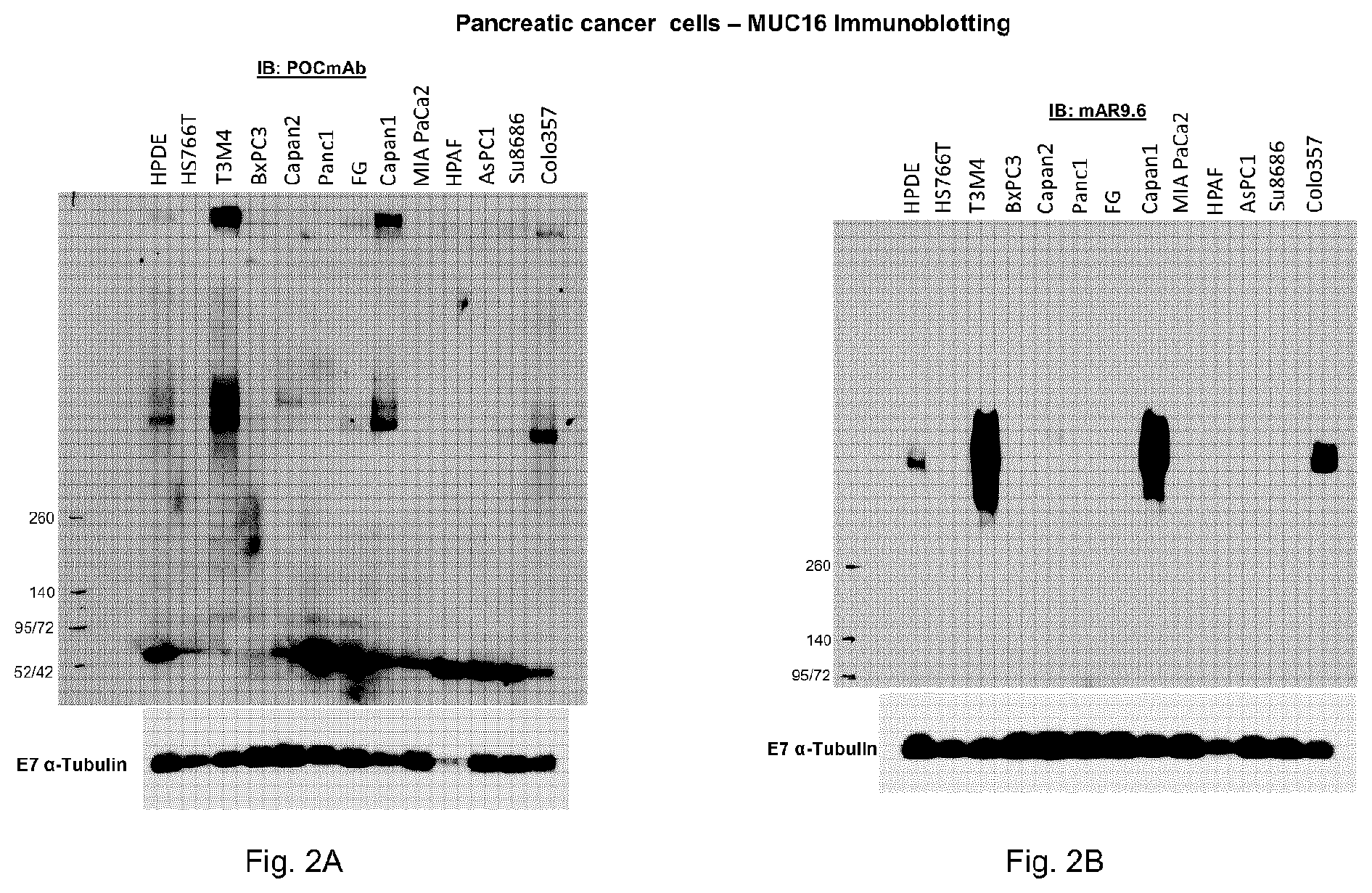 Patent US11773183 Figure 2 – MUC16 monoclonal antibody and uses thereof
