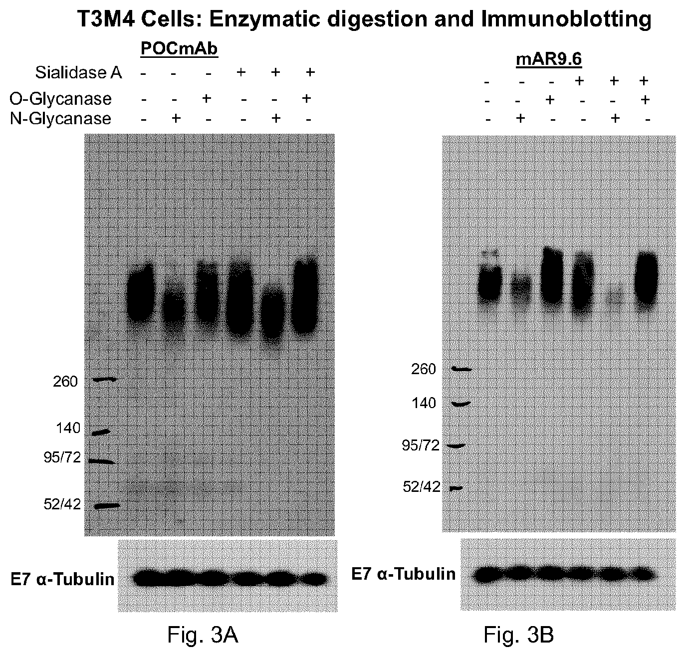 Patent US11773183 Figure 3 – MUC16 monoclonal antibody and uses thereof