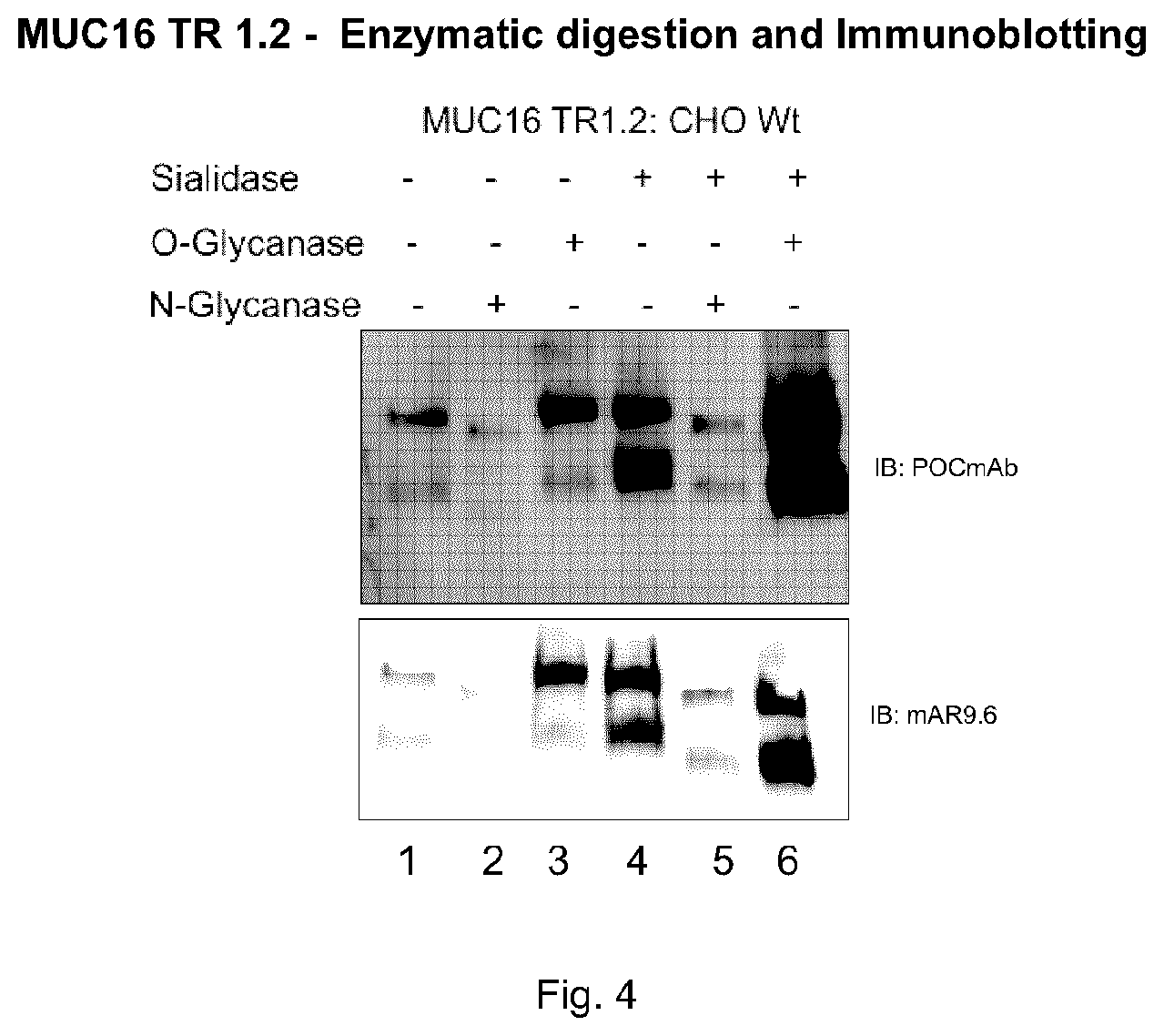Patent US11773183 Figure 4 – MUC16 monoclonal antibody and uses thereof