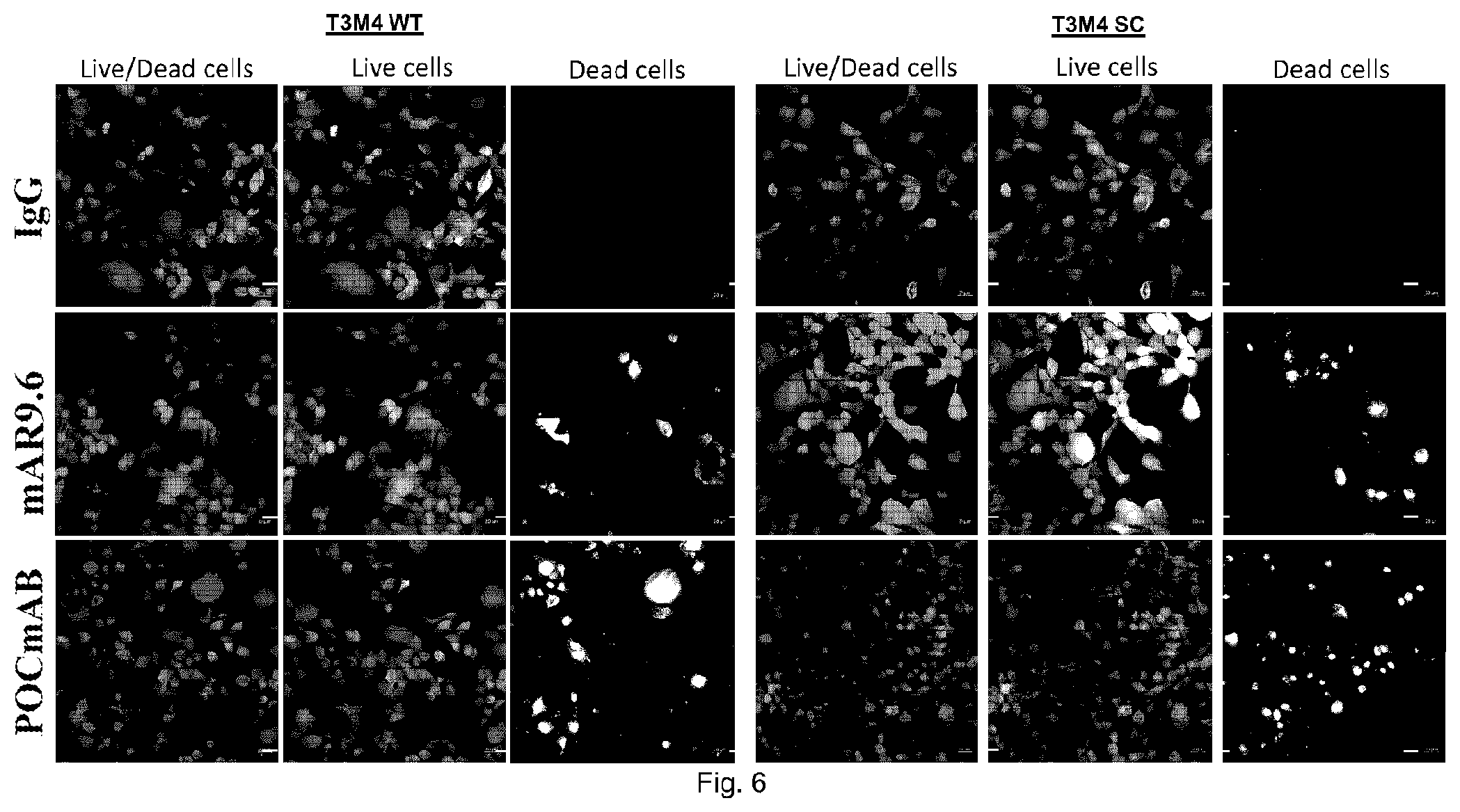 Patent US11773183 Figure 6 – MUC16 monoclonal antibody and uses thereof