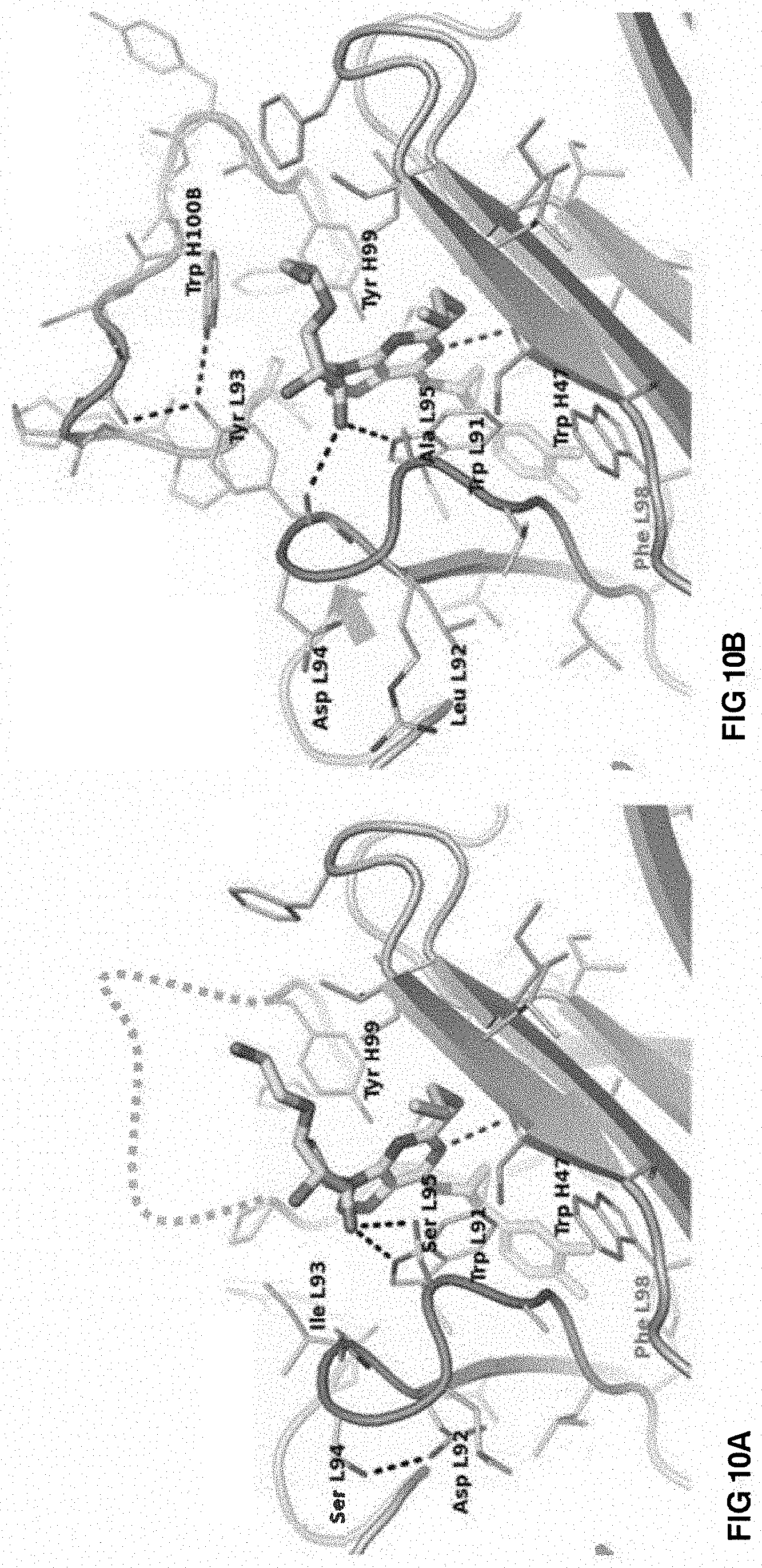 Patent US11773186 Figure 14 – Antibodies to ticagrelor and methods of use