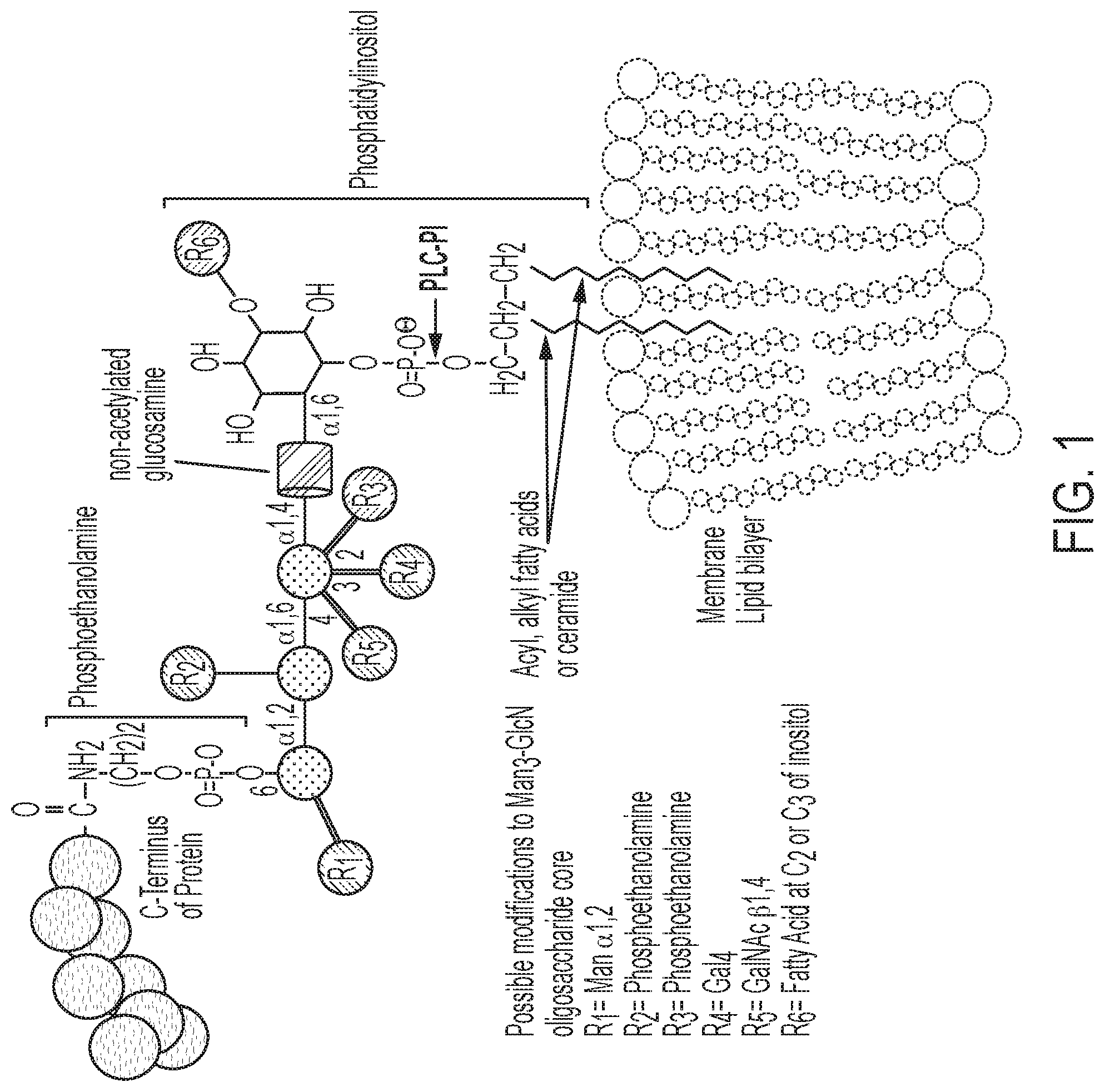 Patent US11773187 Figure 1 – Enhanced immunogenicity for GPI-anchored antigens