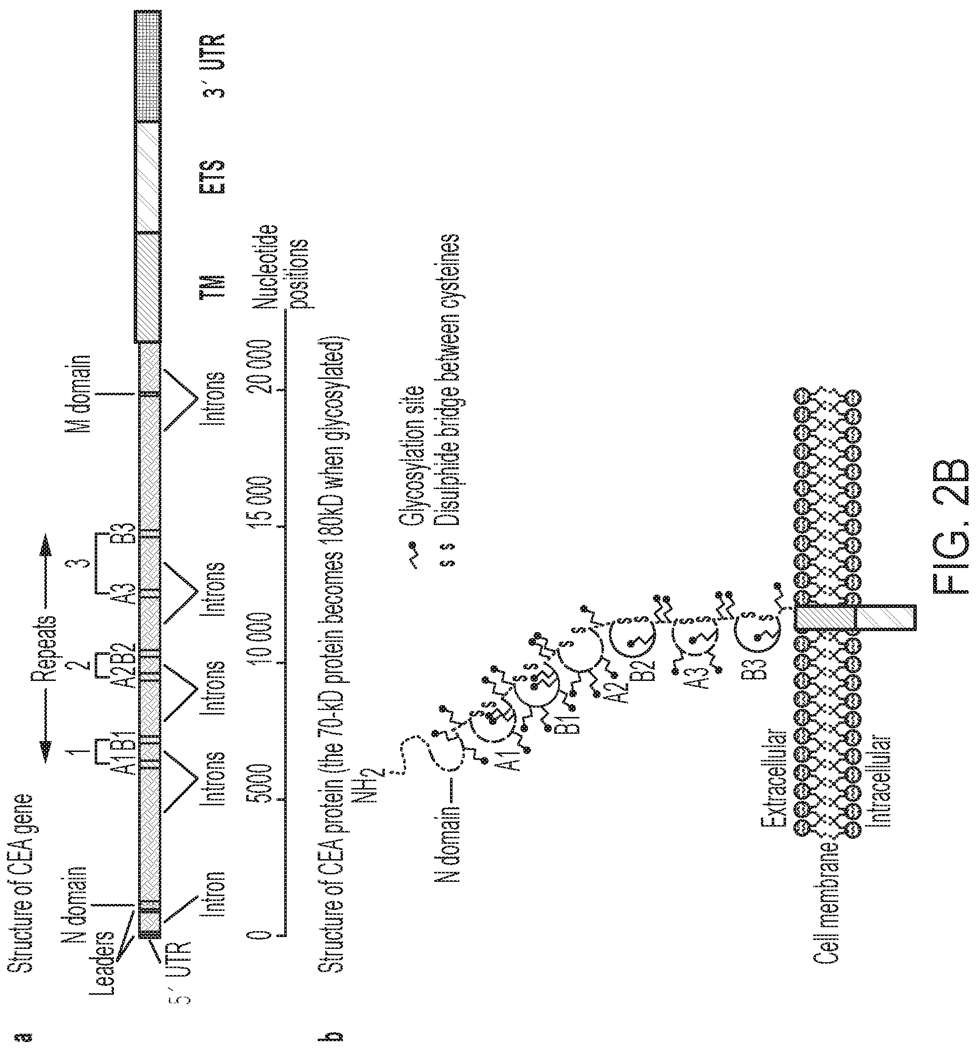 Patent US11773187 Figure 3 – Enhanced immunogenicity for GPI-anchored antigens