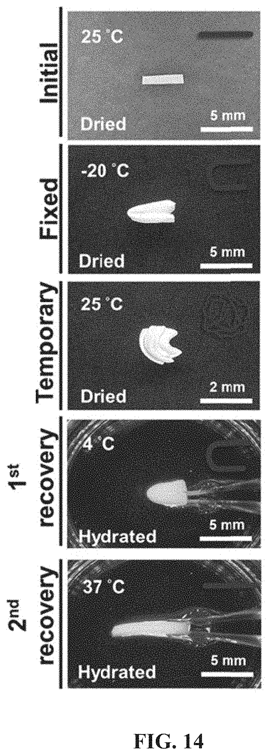 Patent US11773205 Figure 19 – Crosslinking agent, preparation process and uses thereof, hydrogel and biodegradable cryogel comprising crosslinking agent