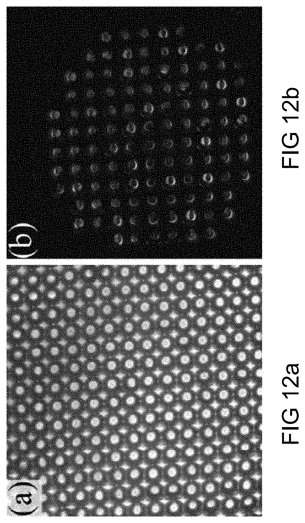 Patent US11773298 Figure 13 – Dry adhesives and methods for making dry adhesives