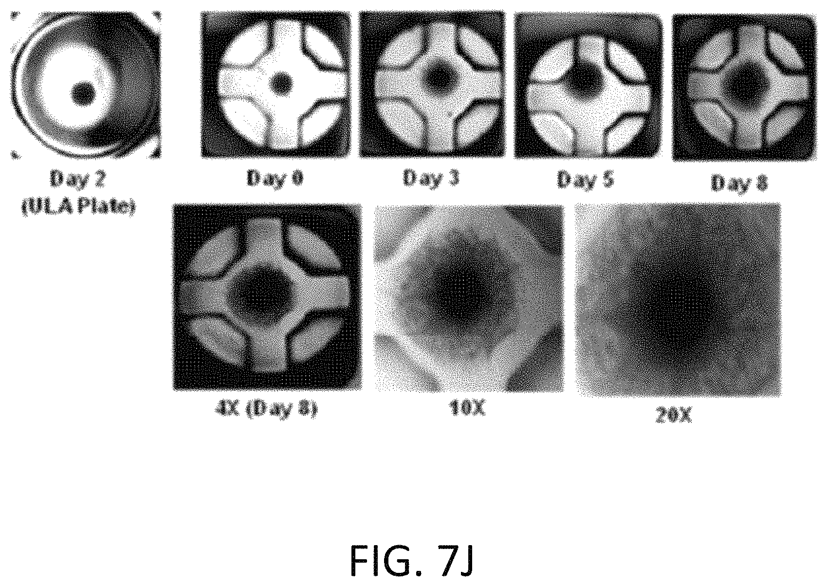 Patent US11773357 Figure 11 – Perfusion plate for microarray 3D bioprinting