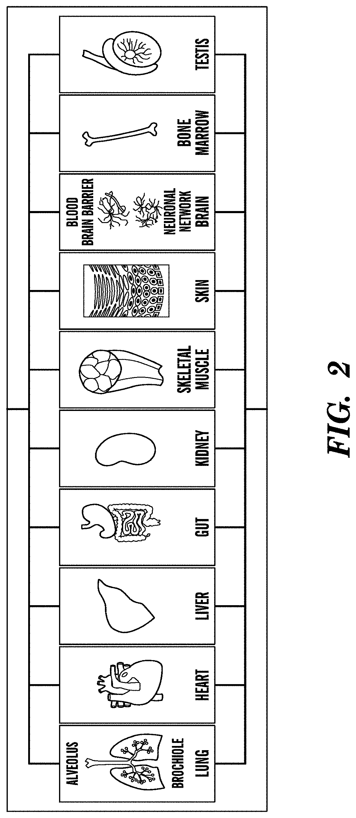 Patent US11773359 Figure 2 – Integrated human organ-on-chip microphysiological systems