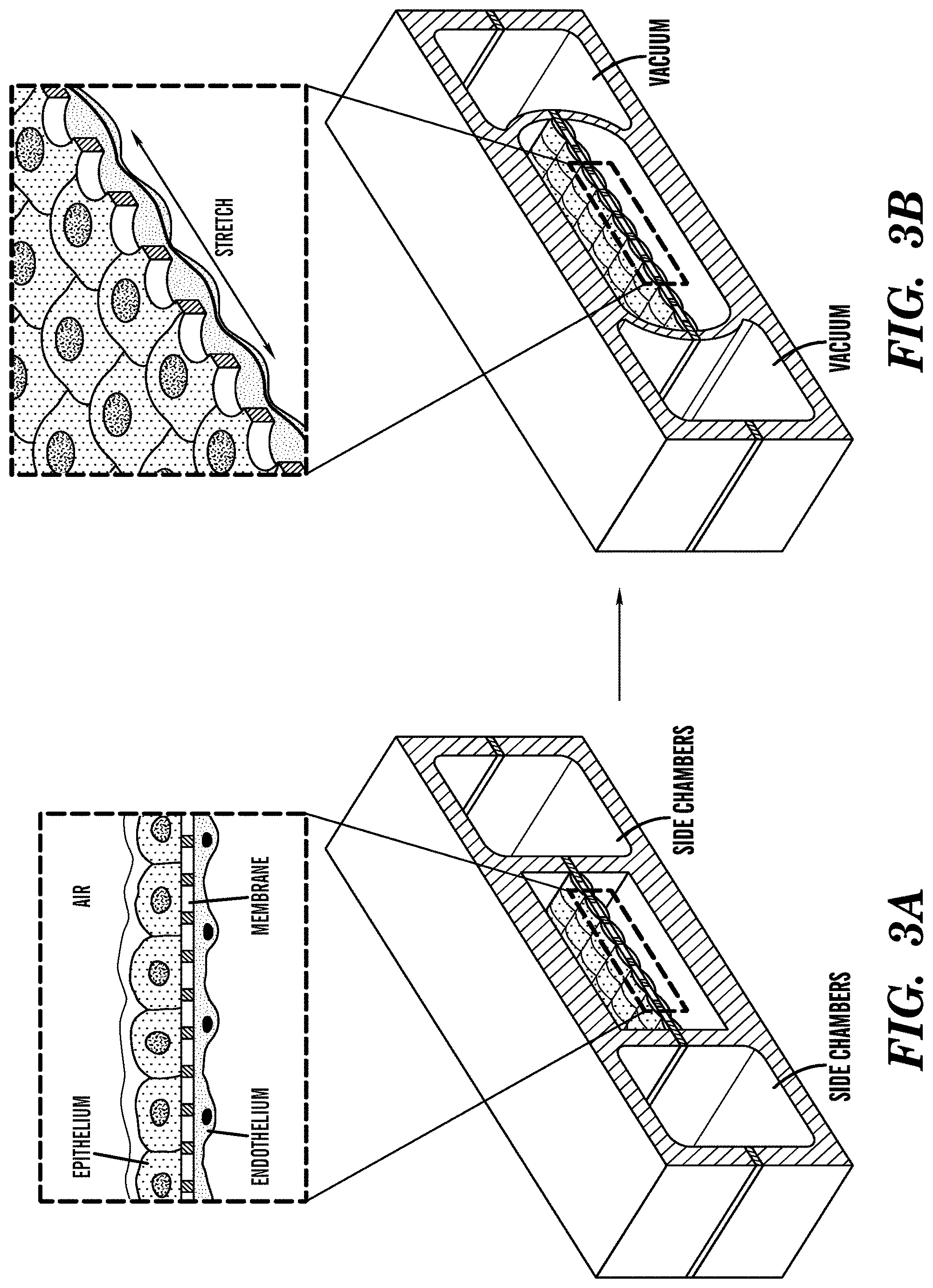 Patent US11773359 Figure 3 – Integrated human organ-on-chip microphysiological systems
