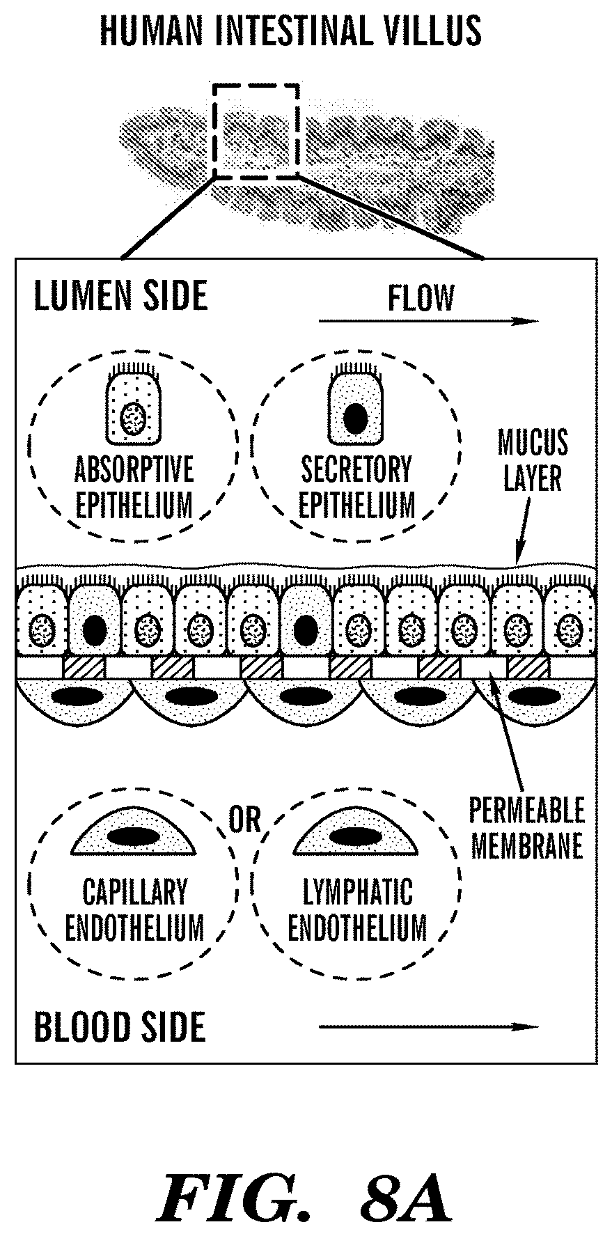Patent US11773359 Figure 9 – Integrated human organ-on-chip microphysiological systems