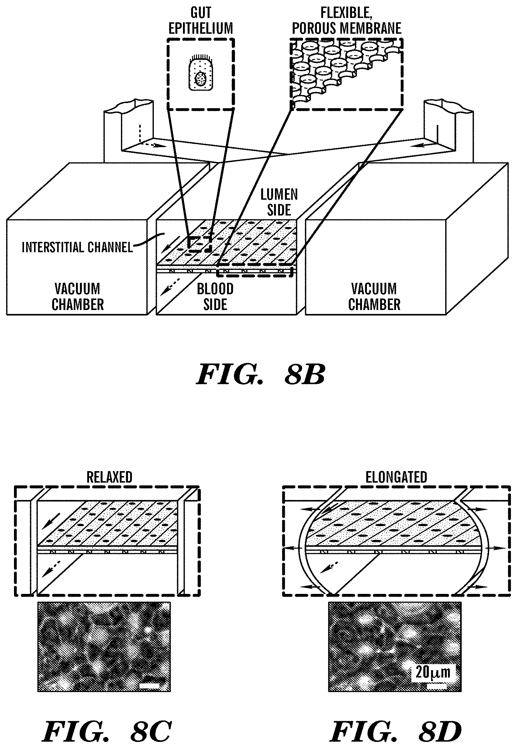 Patent US11773359 Figure 10 – Integrated human organ-on-chip microphysiological systems