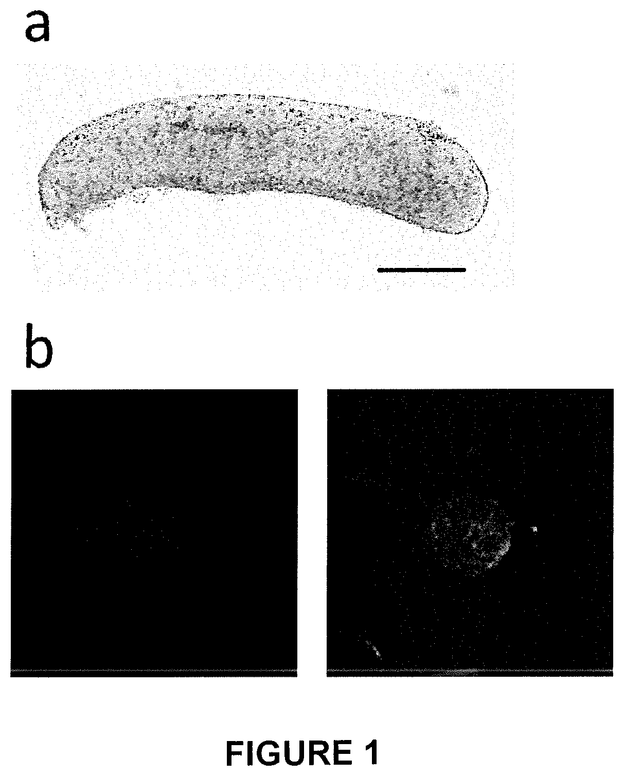 Patent US11773368 Figure 1 – Culture method for differentiating primordial germ cells into functionally mature oocytes