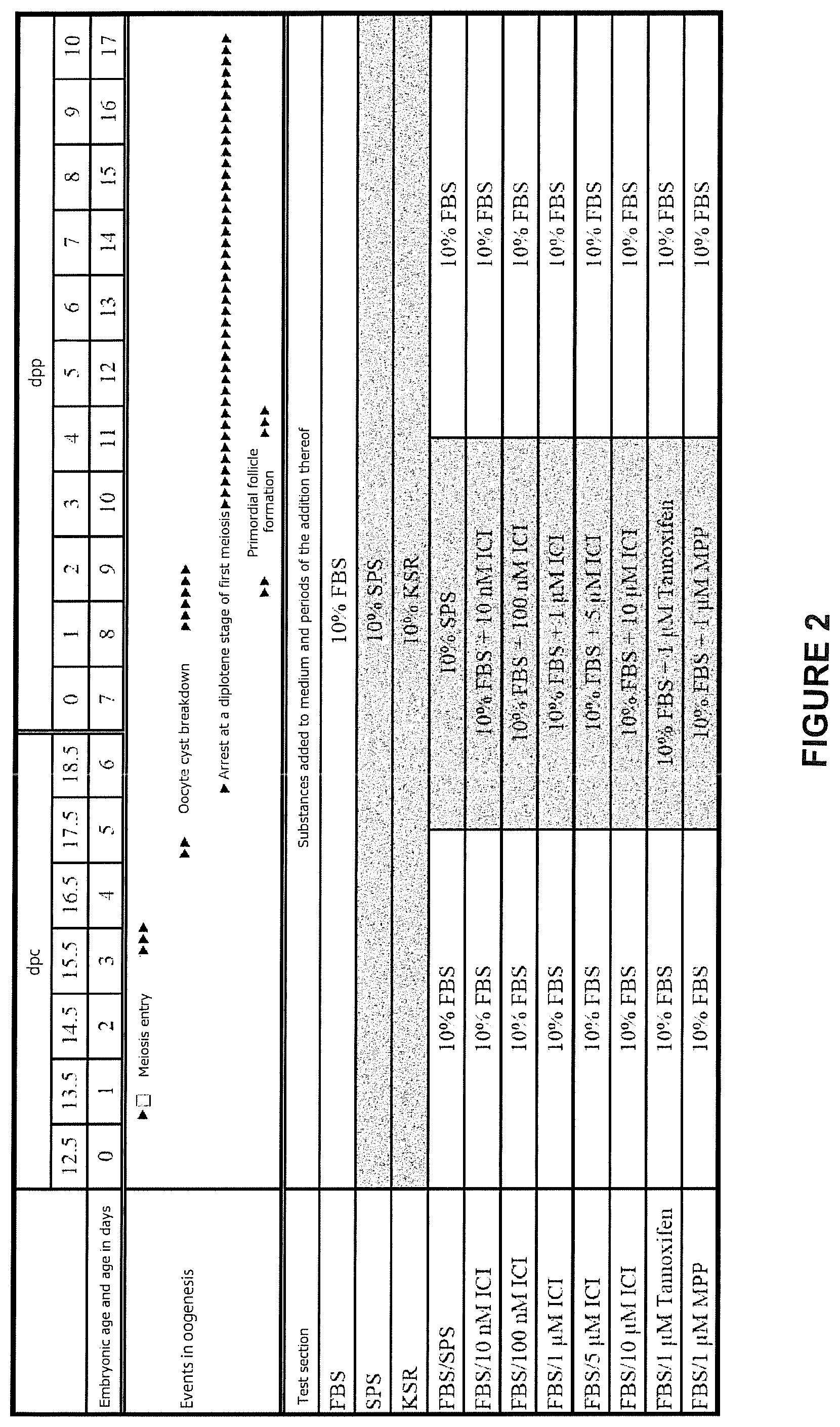 Patent US11773368 Figure 2 – Culture method for differentiating primordial germ cells into functionally mature oocytes