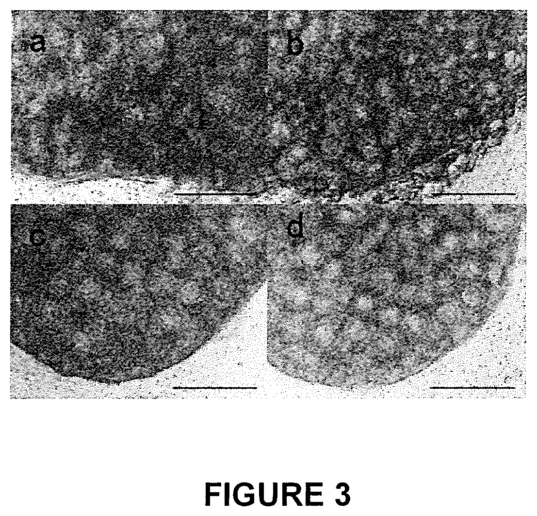 Patent US11773368 Figure 3 – Culture method for differentiating primordial germ cells into functionally mature oocytes