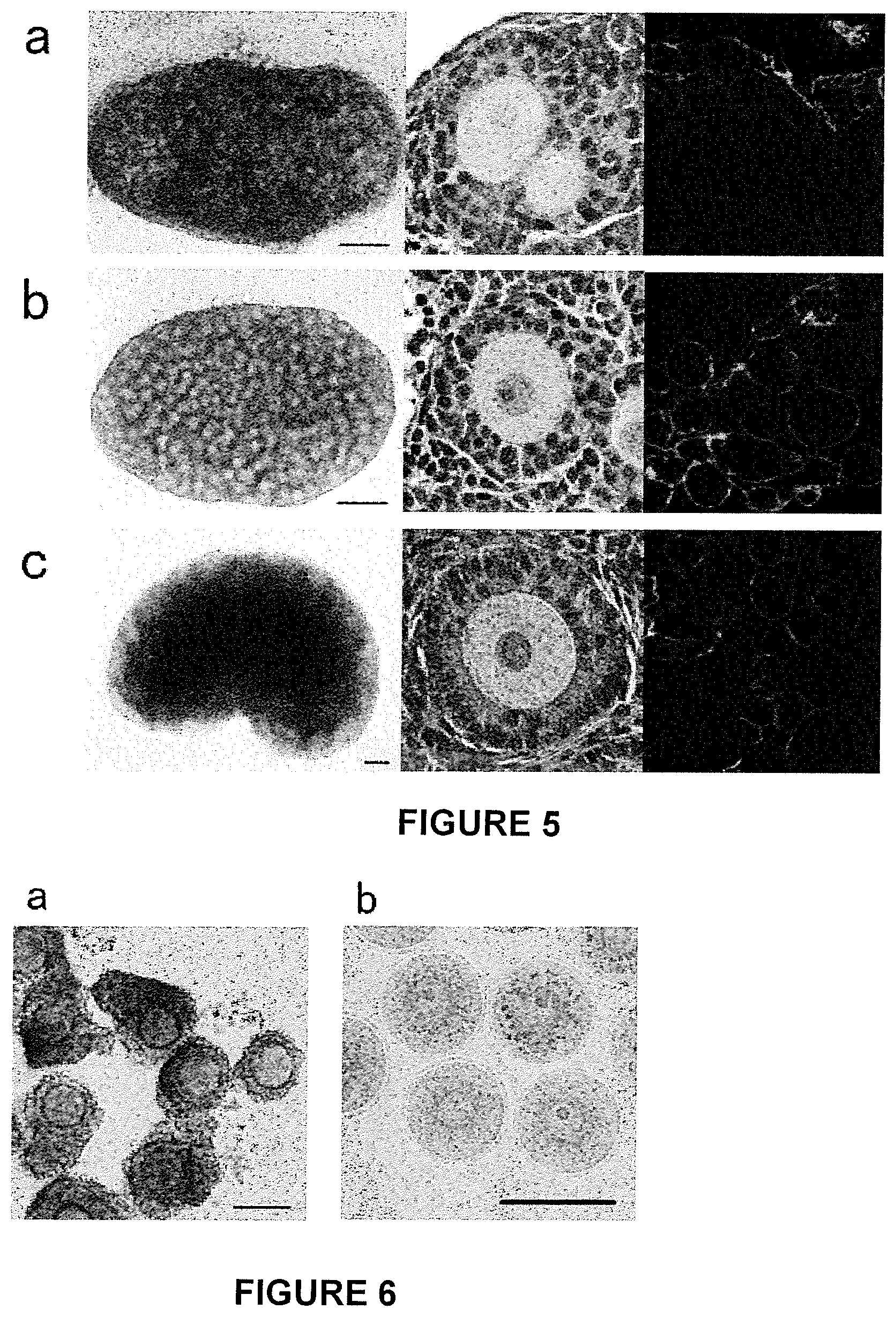 Patent US11773368 Figure 5 – Culture method for differentiating primordial germ cells into functionally mature oocytes