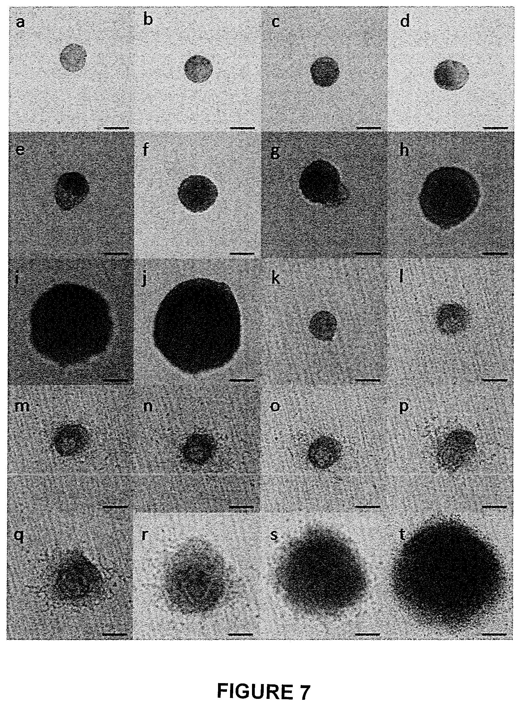 Patent US11773368 Figure 6 – Culture method for differentiating primordial germ cells into functionally mature oocytes
