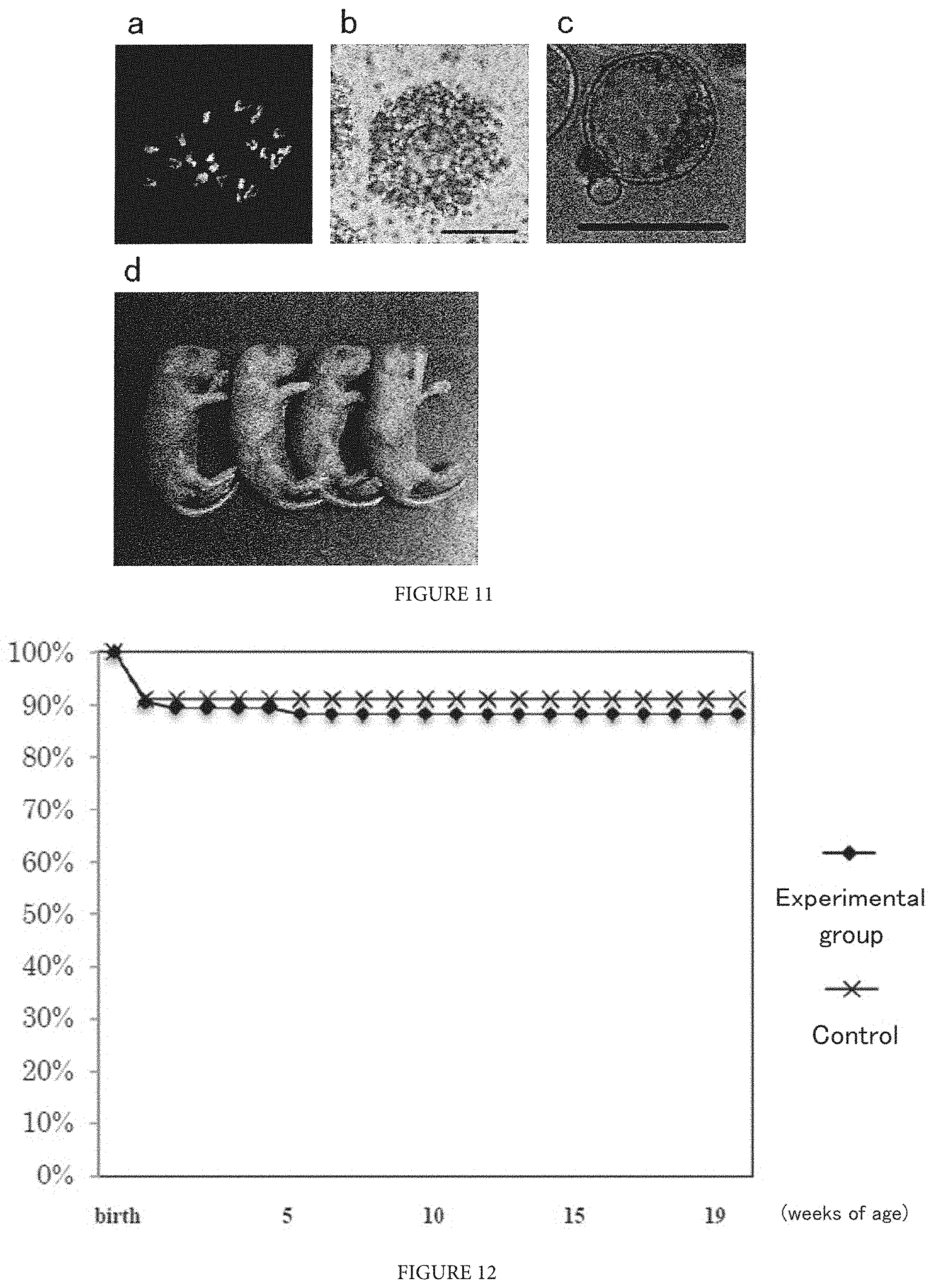 Patent US11773368 Figure 11 – Culture method for differentiating primordial germ cells into functionally mature oocytes