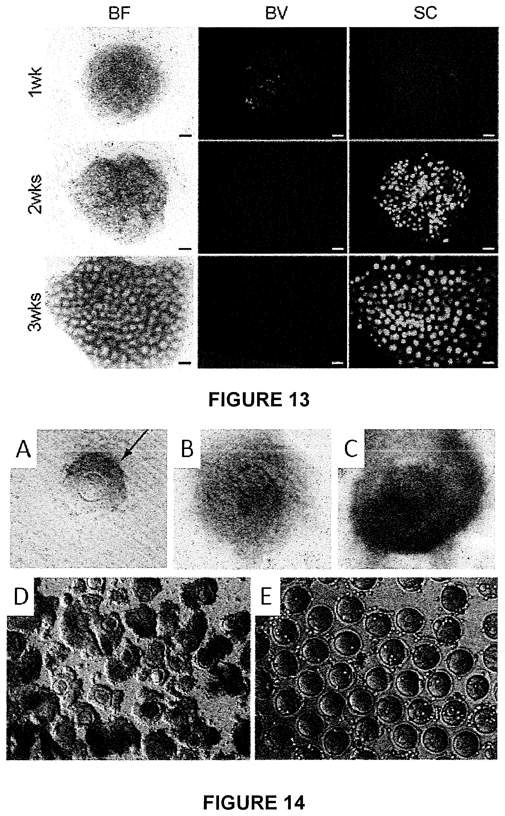 Patent US11773368 Figure 12 – Culture method for differentiating primordial germ cells into functionally mature oocytes
