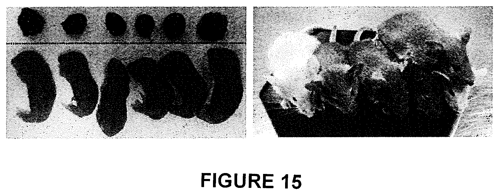 Patent US11773368 Figure 13 – Culture method for differentiating primordial germ cells into functionally mature oocytes